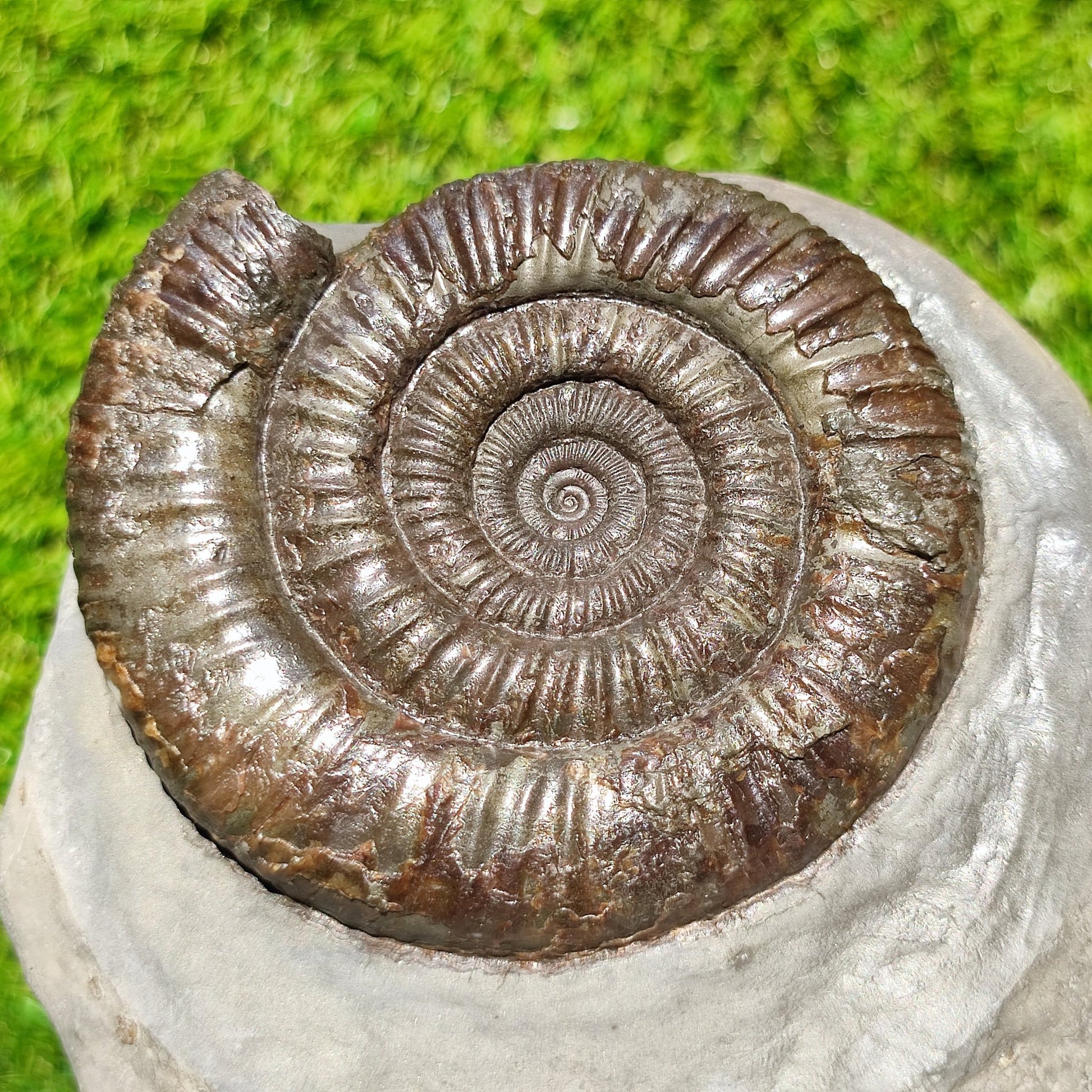 Big dactylioceras ammonite fosssil Whitby on cut base - North Yorkshire Fossils