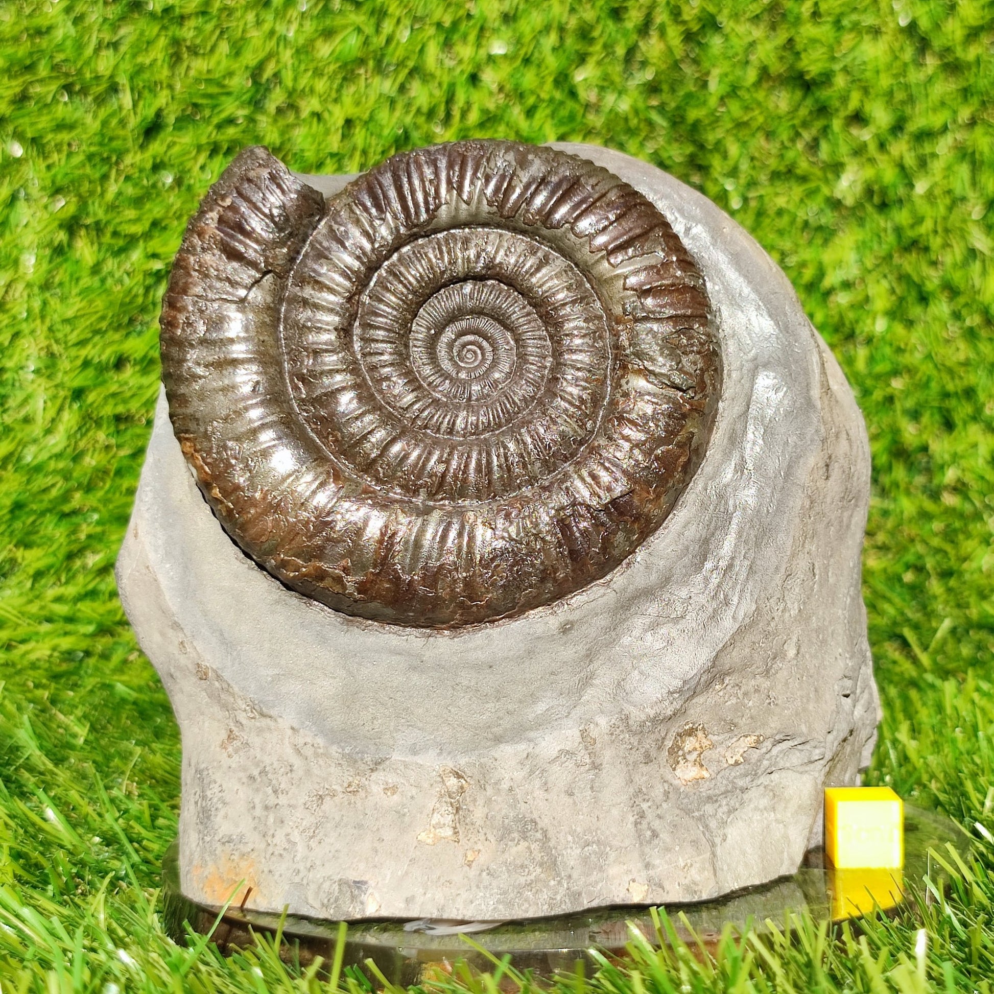 Big dactylioceras ammonite fosssil Whitby on cut base - North Yorkshire Fossils