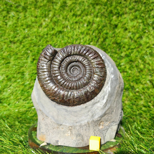 Big dactylioceras ammonite fosssil Whitby on cut base - North Yorkshire Fossils