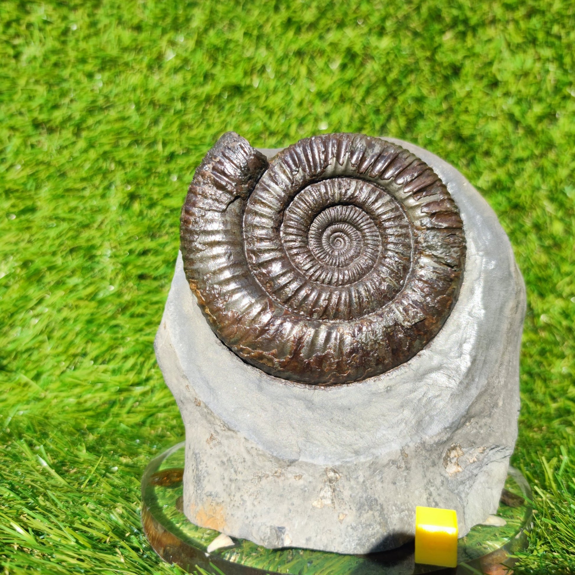 Big dactylioceras ammonite fosssil Whitby on cut base - North Yorkshire Fossils