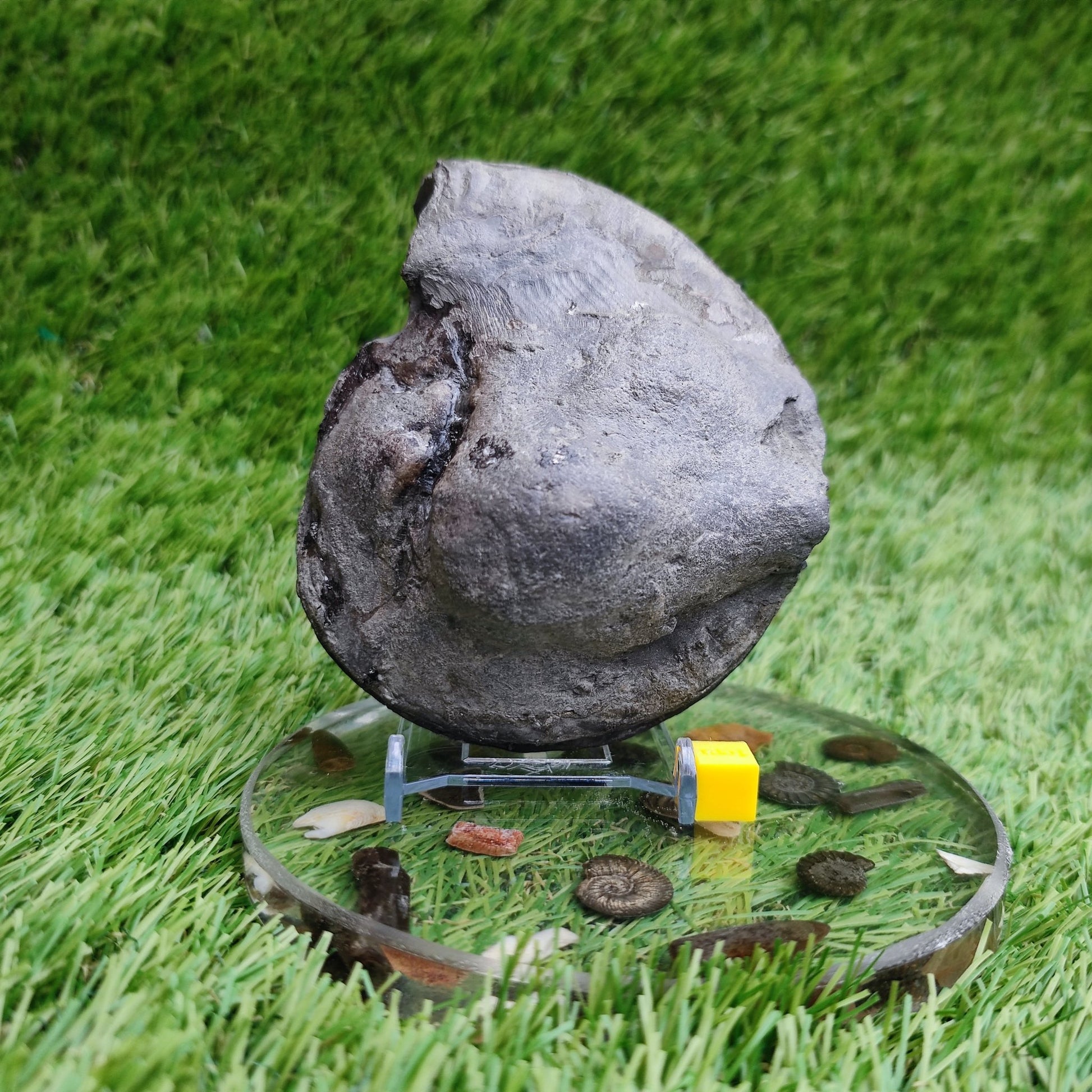 Big hildoceras ammonite fossil Sandsend Yorkshire Jurassic coast - North Yorkshire Fossils