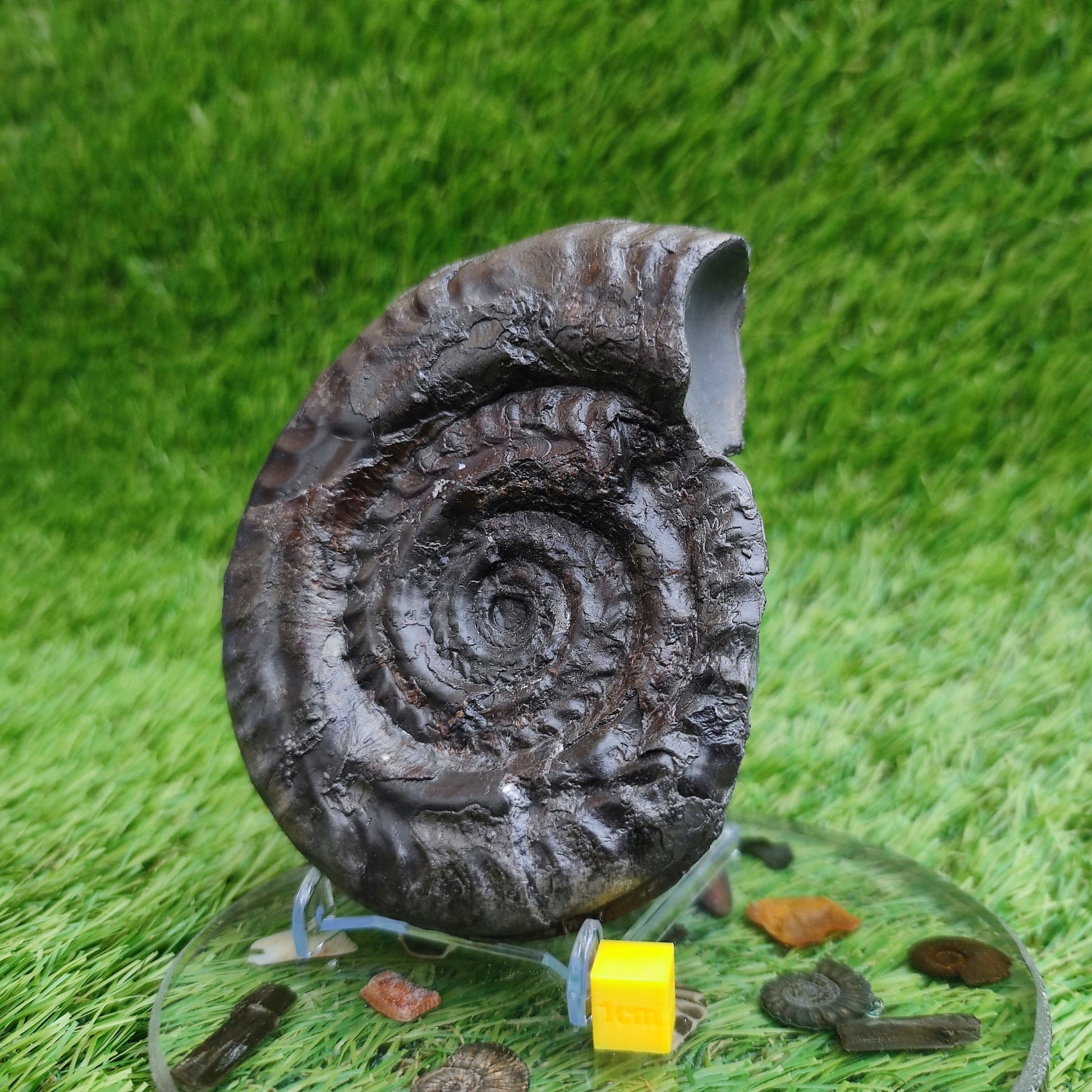 Big hildoceras ammonite fossil Sandsend Yorkshire Jurassic coast - North Yorkshire Fossils