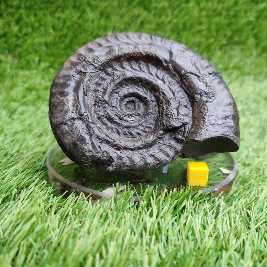 Big hildoceras ammonite fossil Sandsend Yorkshire Jurassic coast - North Yorkshire Fossils