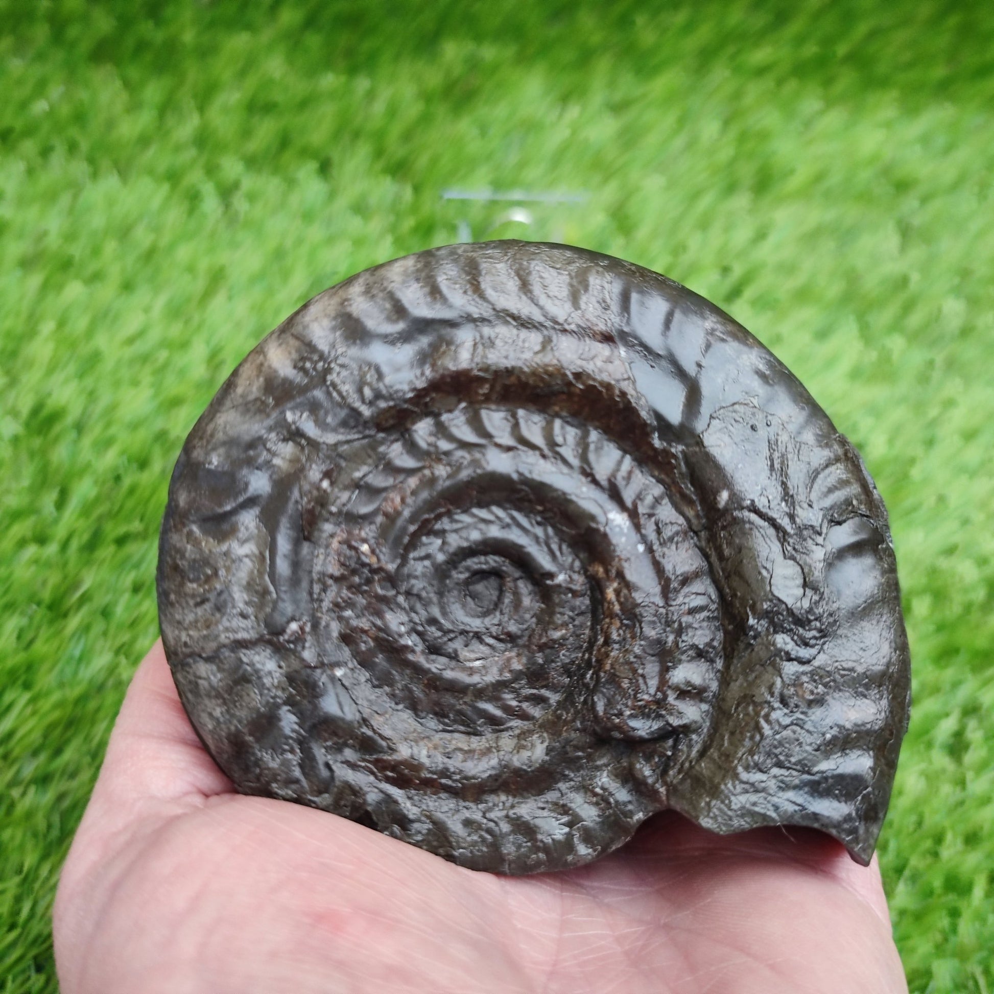Big hildoceras ammonite fossil Sandsend Yorkshire Jurassic coast - North Yorkshire Fossils