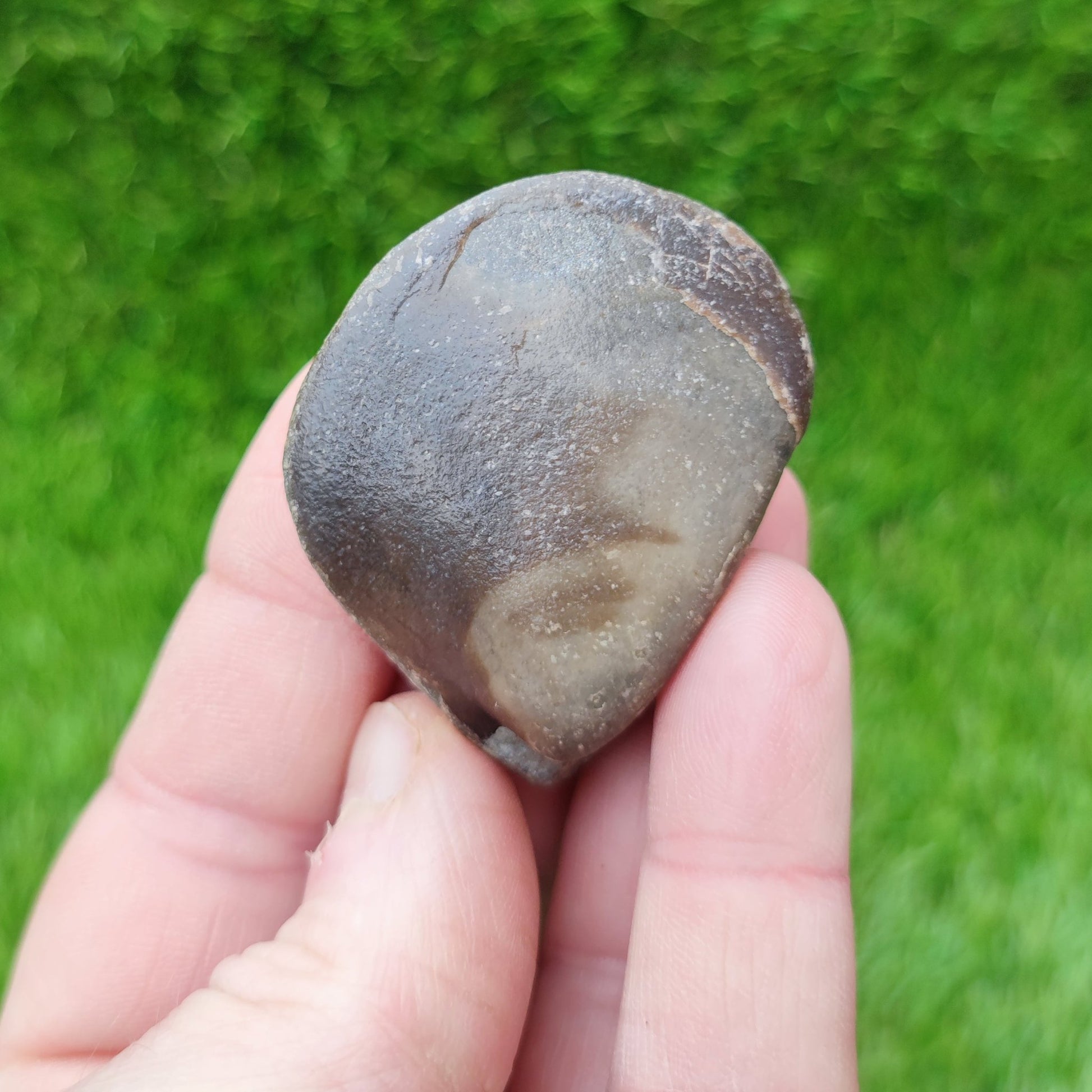 Bivalve shell fossil Redcar North Yorkshire fossils - North Yorkshire Fossils