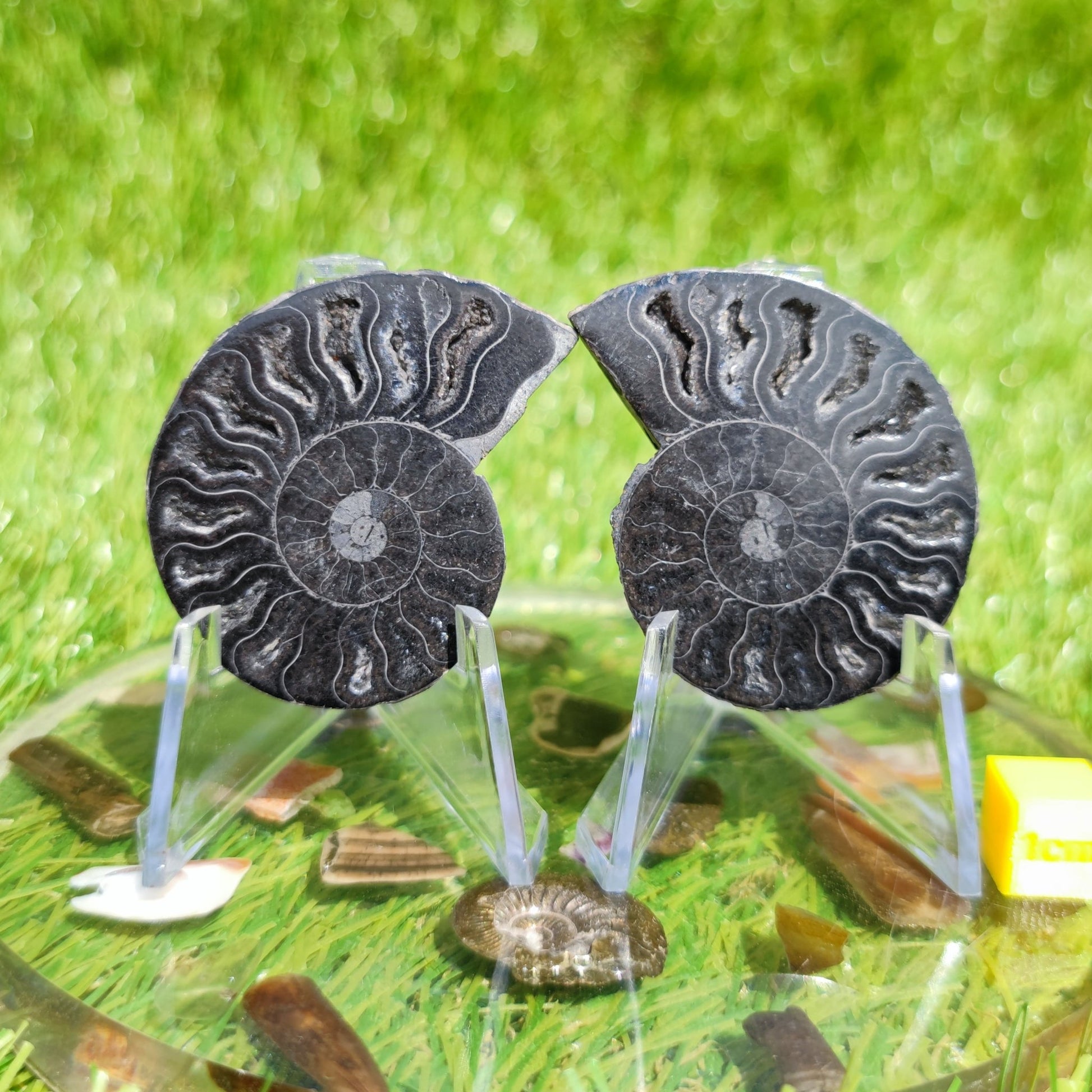 Black ammonite fossil - North Yorkshire Fossils