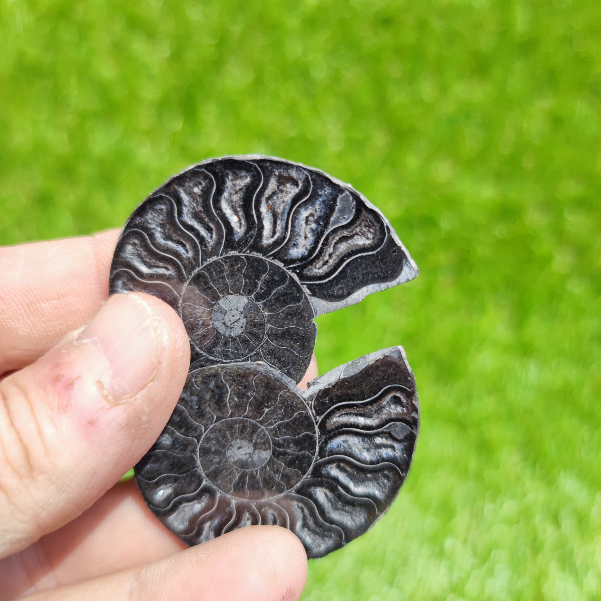 Black ammonite fossil - North Yorkshire Fossils
