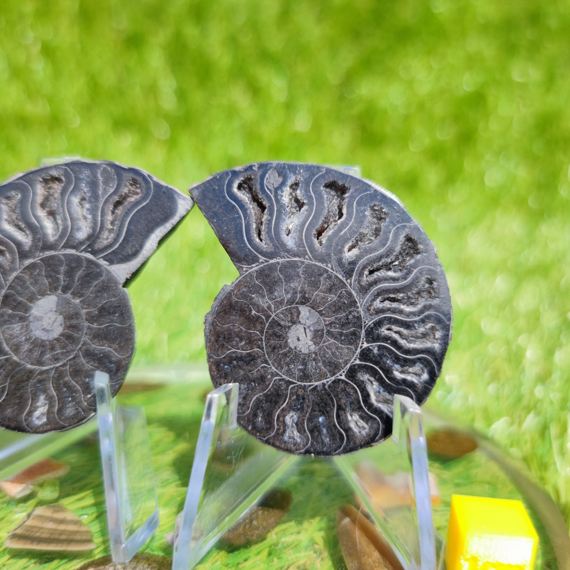 Black ammonite fossil - North Yorkshire Fossils