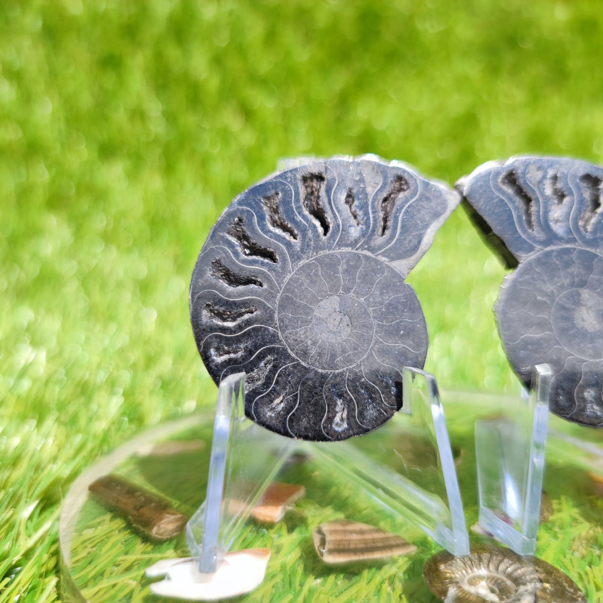 Black ammonite fossil - North Yorkshire Fossils