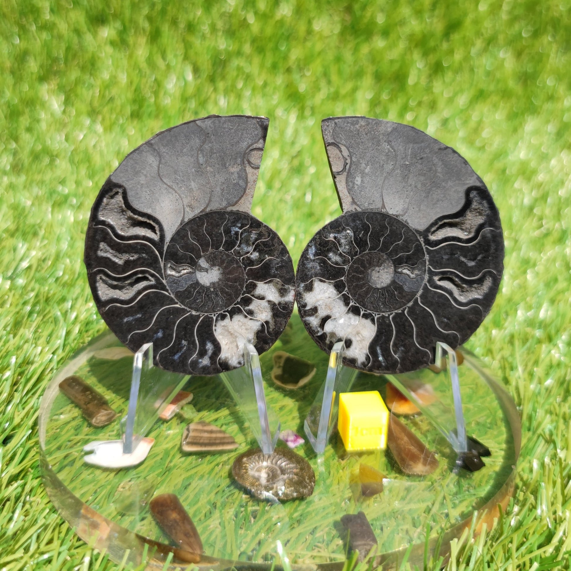 Black and white polished Madagascar ammonite fossil - North Yorkshire Fossils
