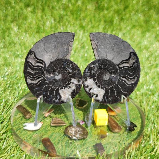 Black and white polished Madagascar ammonite fossil - North Yorkshire Fossils