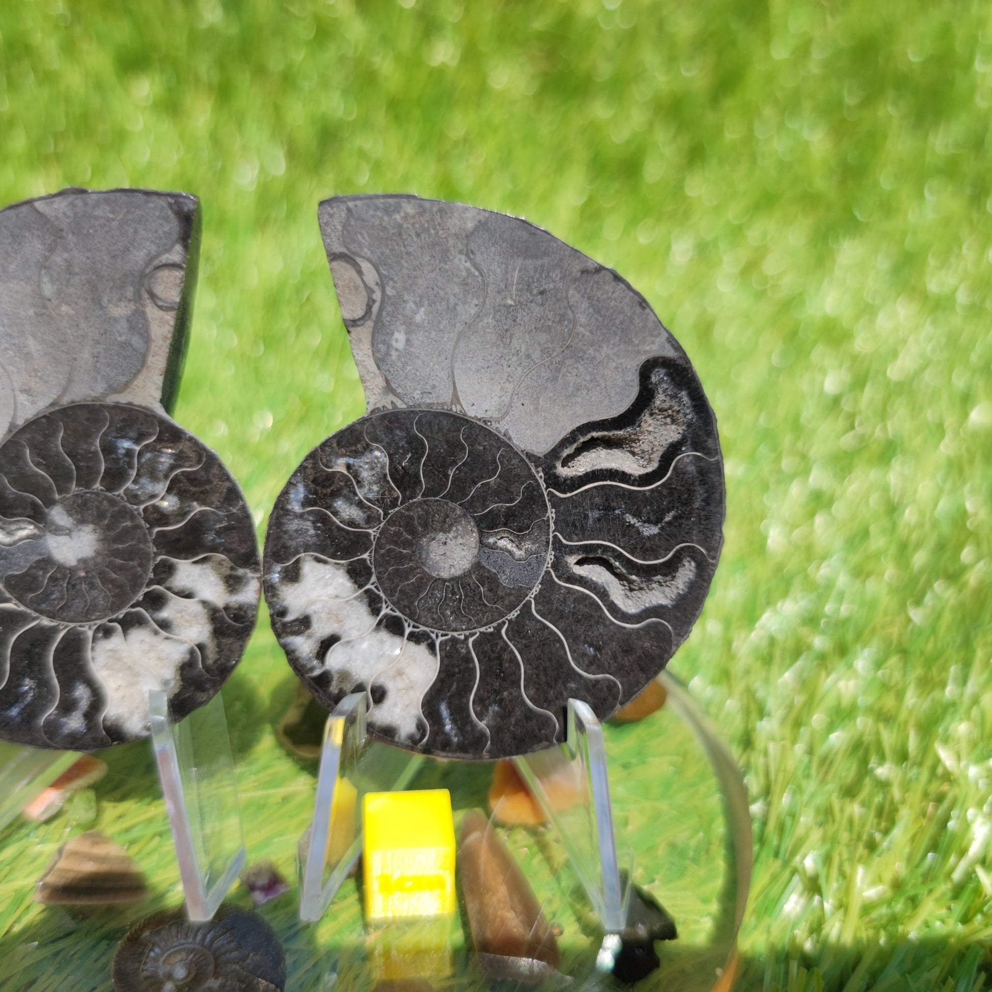 Black and white polished Madagascar ammonite fossil - North Yorkshire Fossils