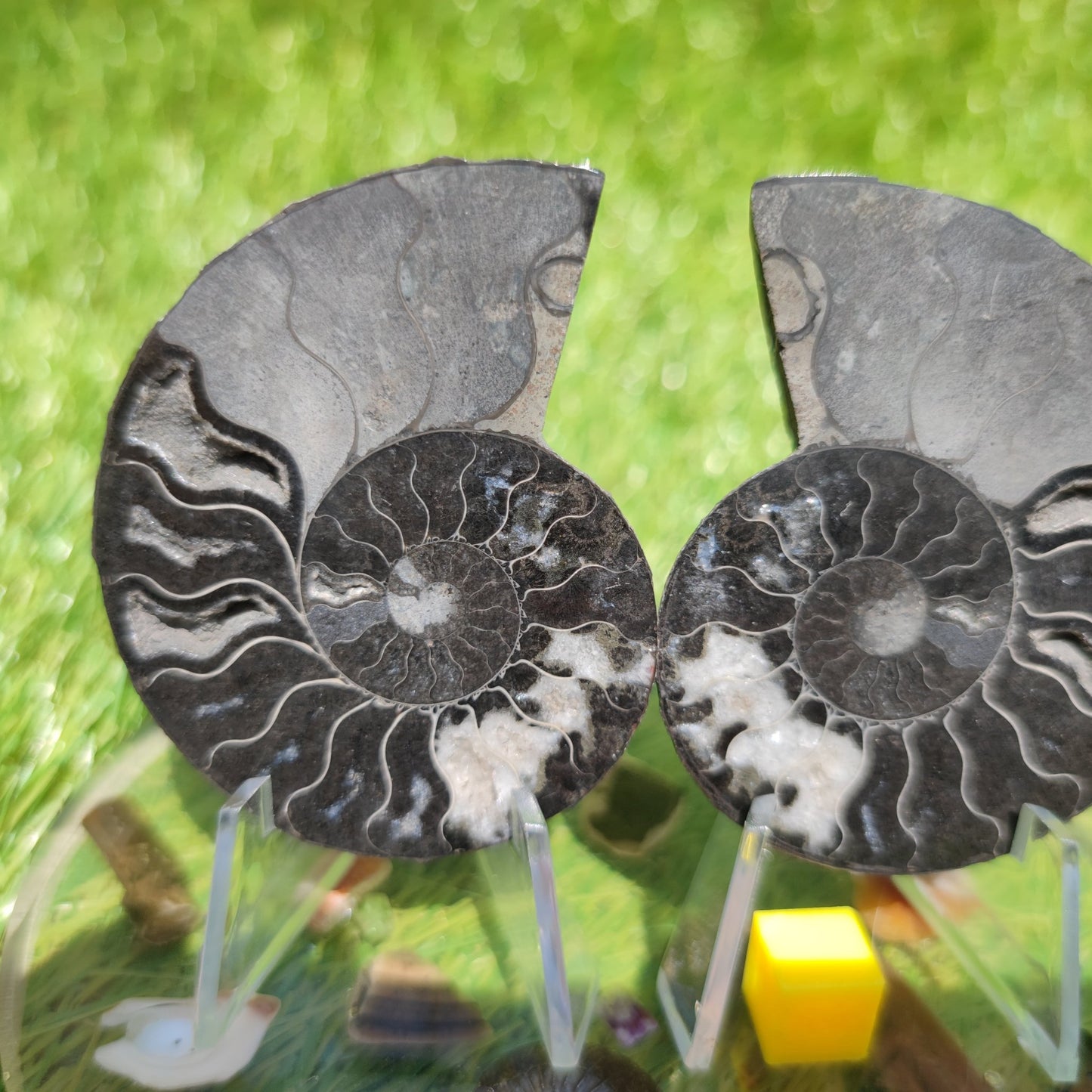 Black and white polished Madagascar ammonite fossil - North Yorkshire Fossils