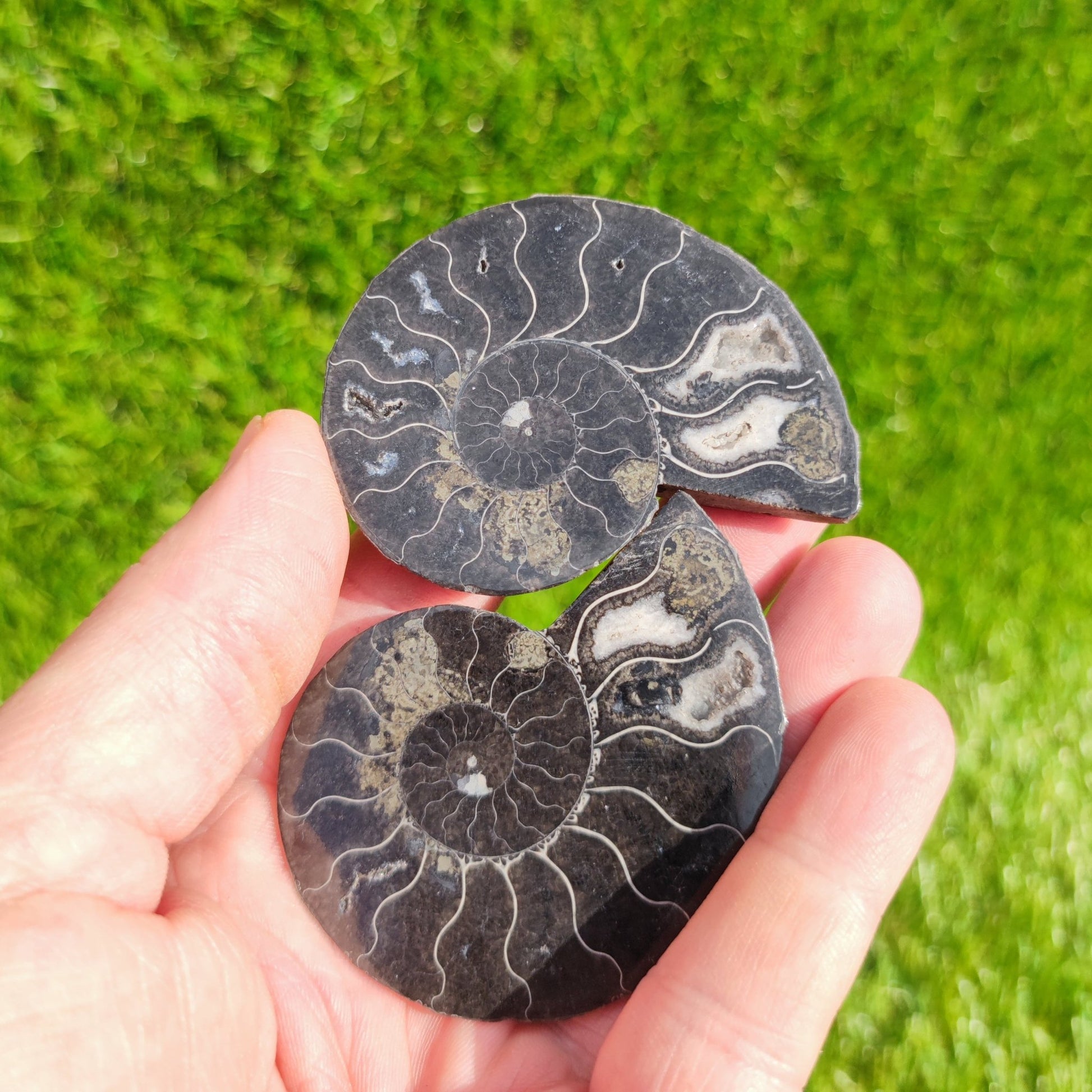 Black Cleoniceras ammonite fossil pair - North Yorkshire Fossils