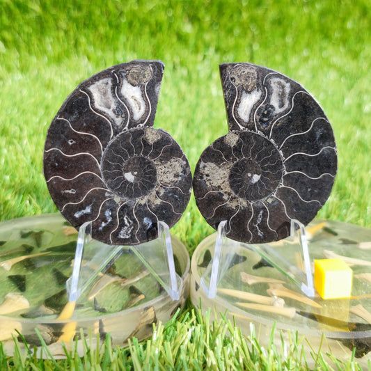 Black Cleoniceras ammonite fossil pair - North Yorkshire Fossils