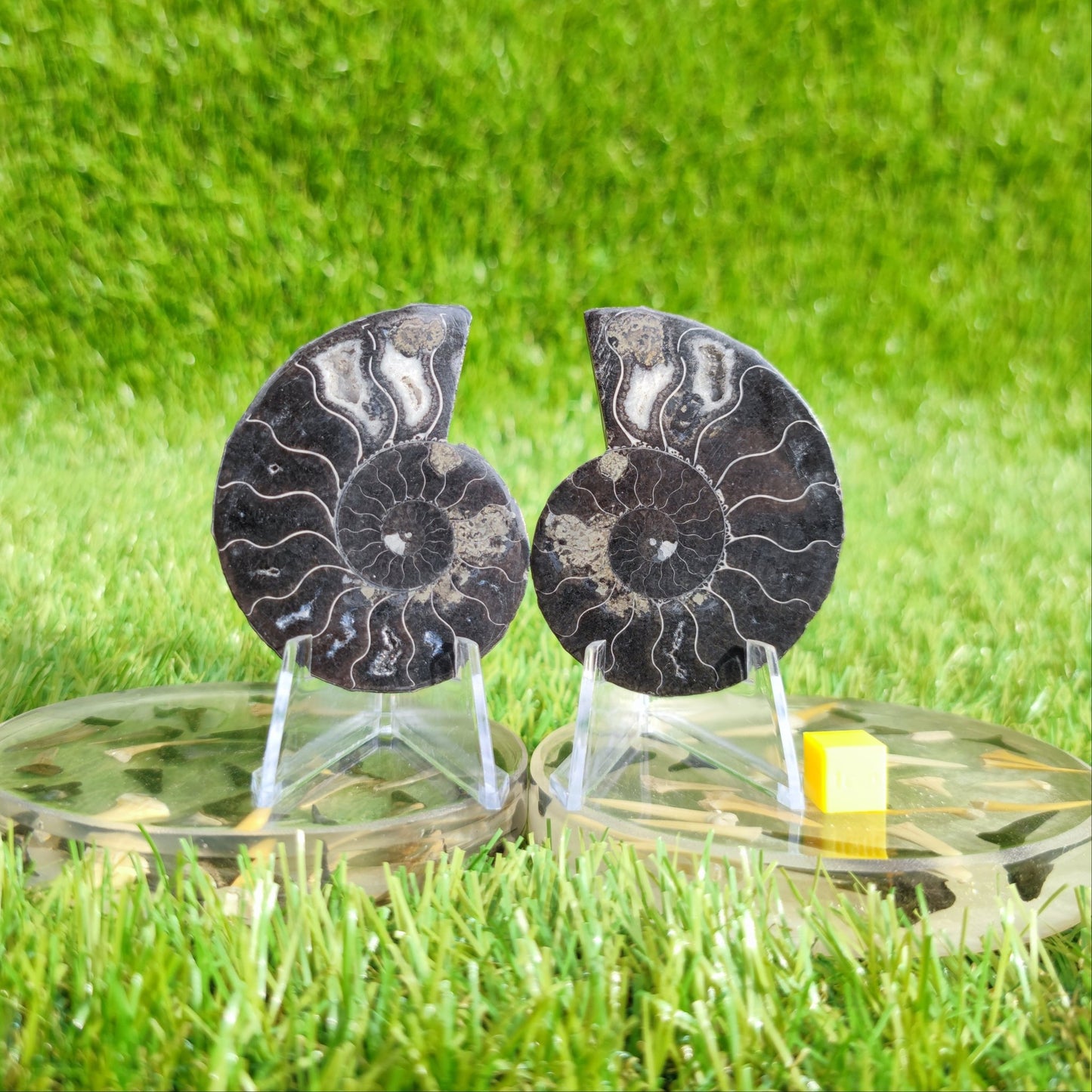 Black Cleoniceras ammonite fossil pair - North Yorkshire Fossils
