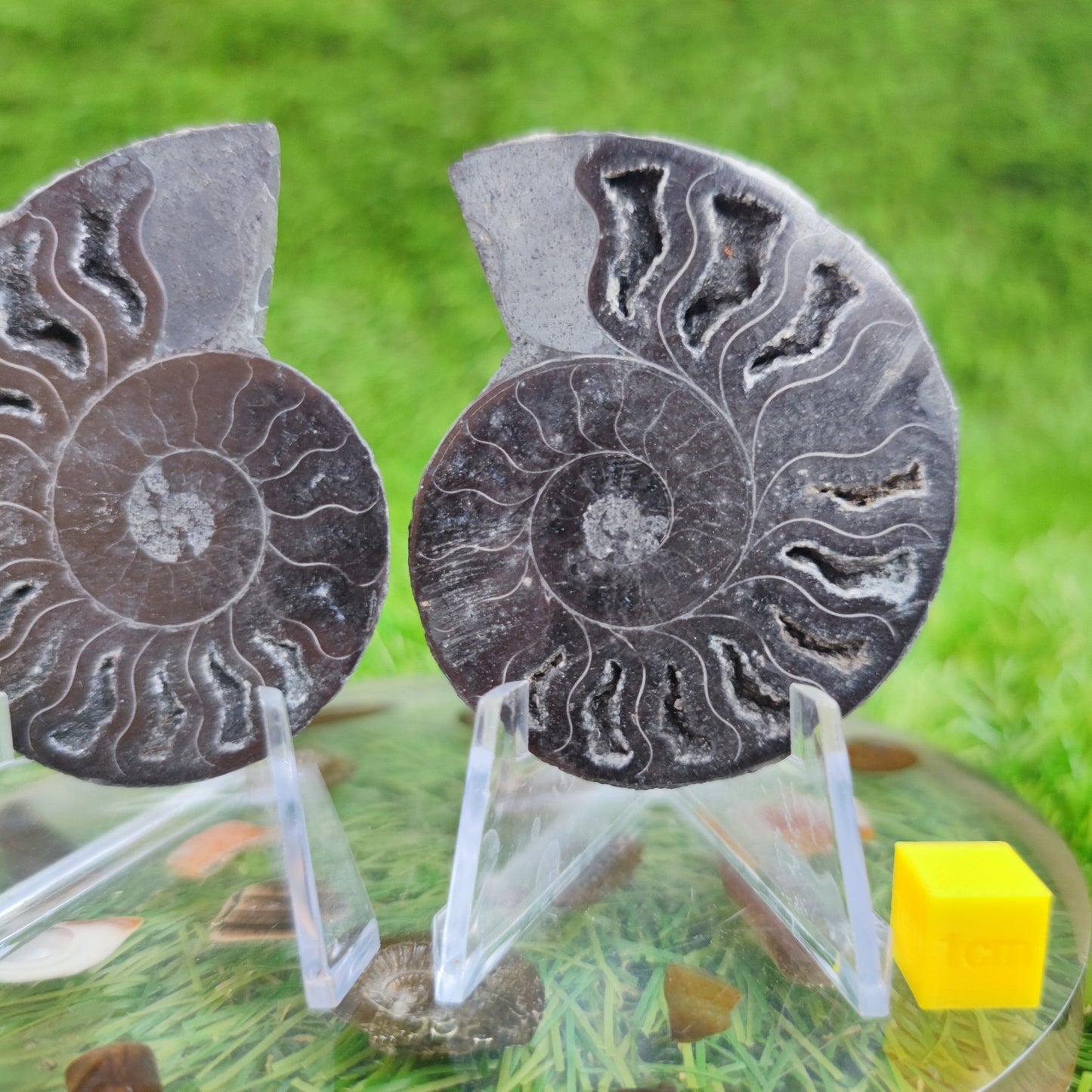 Black cut and polished cleoniceras ammonite fossil from Madagascar - North Yorkshire Fossils