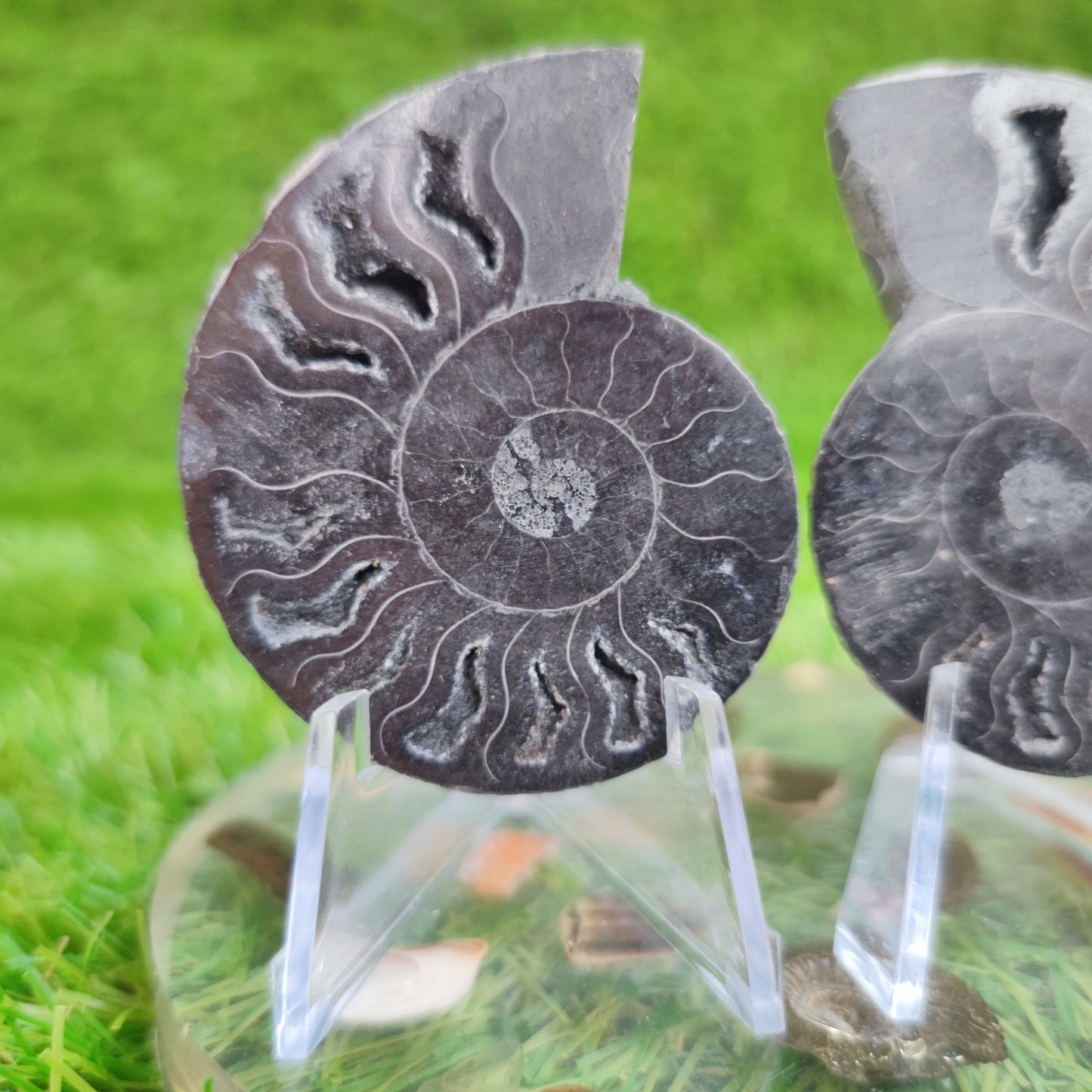Black cut and polished cleoniceras ammonite fossil from Madagascar - North Yorkshire Fossils