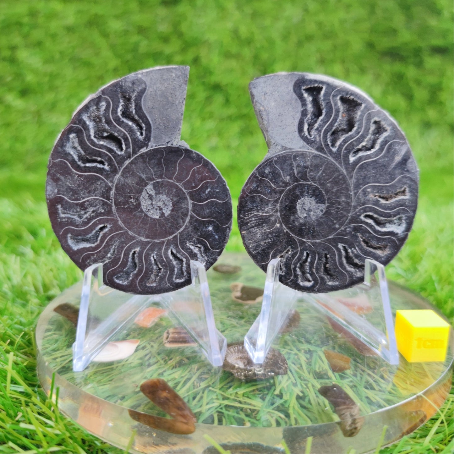 Black cut and polished cleoniceras ammonite fossil from Madagascar - North Yorkshire Fossils