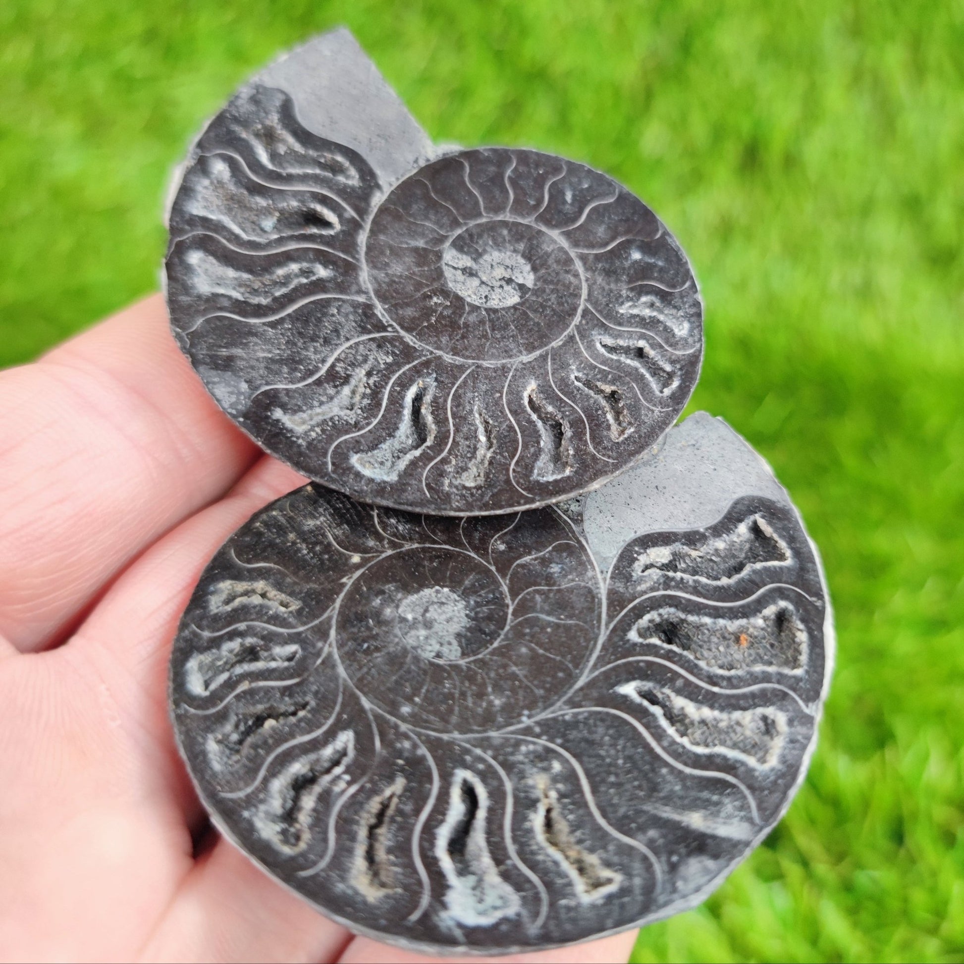 Black cut and polished cleoniceras ammonite fossil from Madagascar - North Yorkshire Fossils