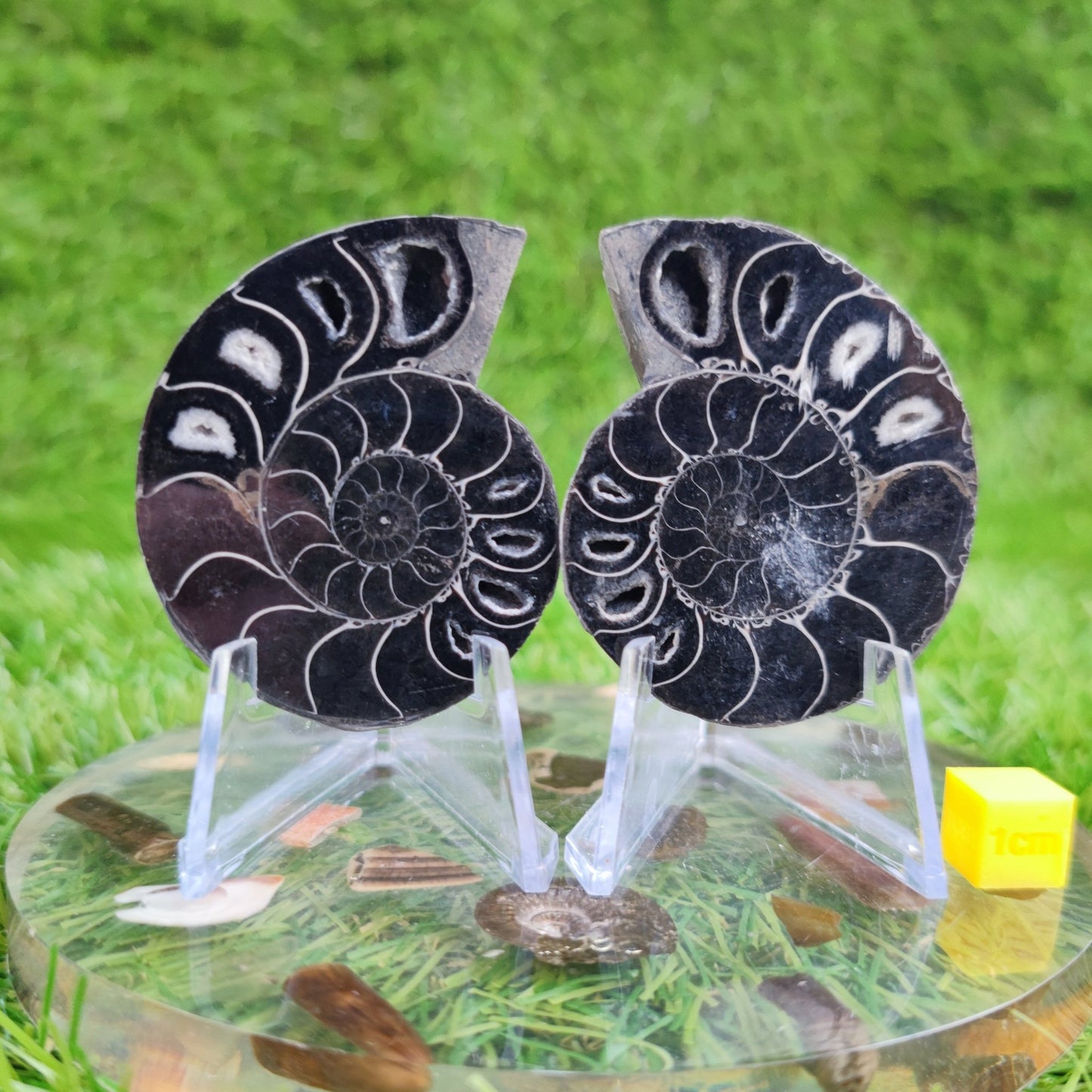Black cut and polished cleoniceras ammonite North Yorkshire Fossils - North Yorkshire Fossils