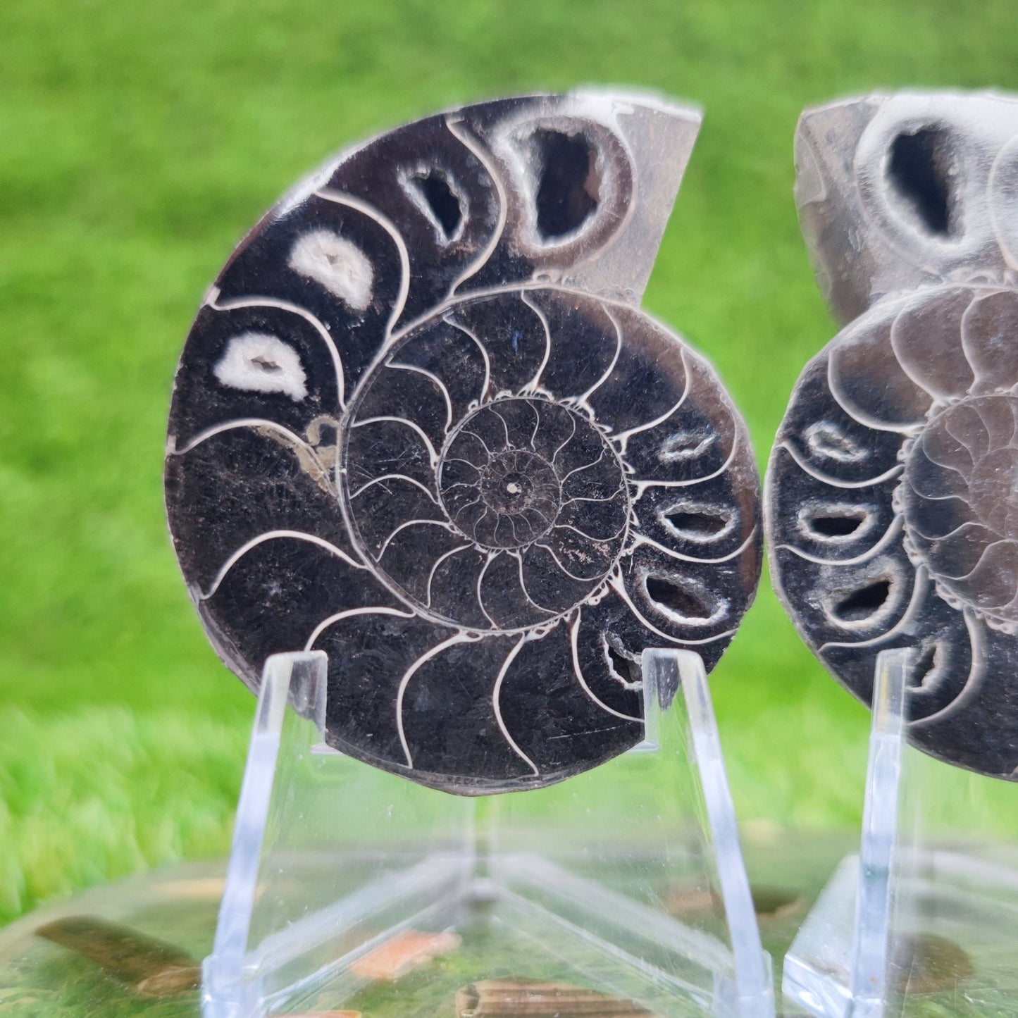 Black cut and polished cleoniceras ammonite North Yorkshire Fossils - North Yorkshire Fossils
