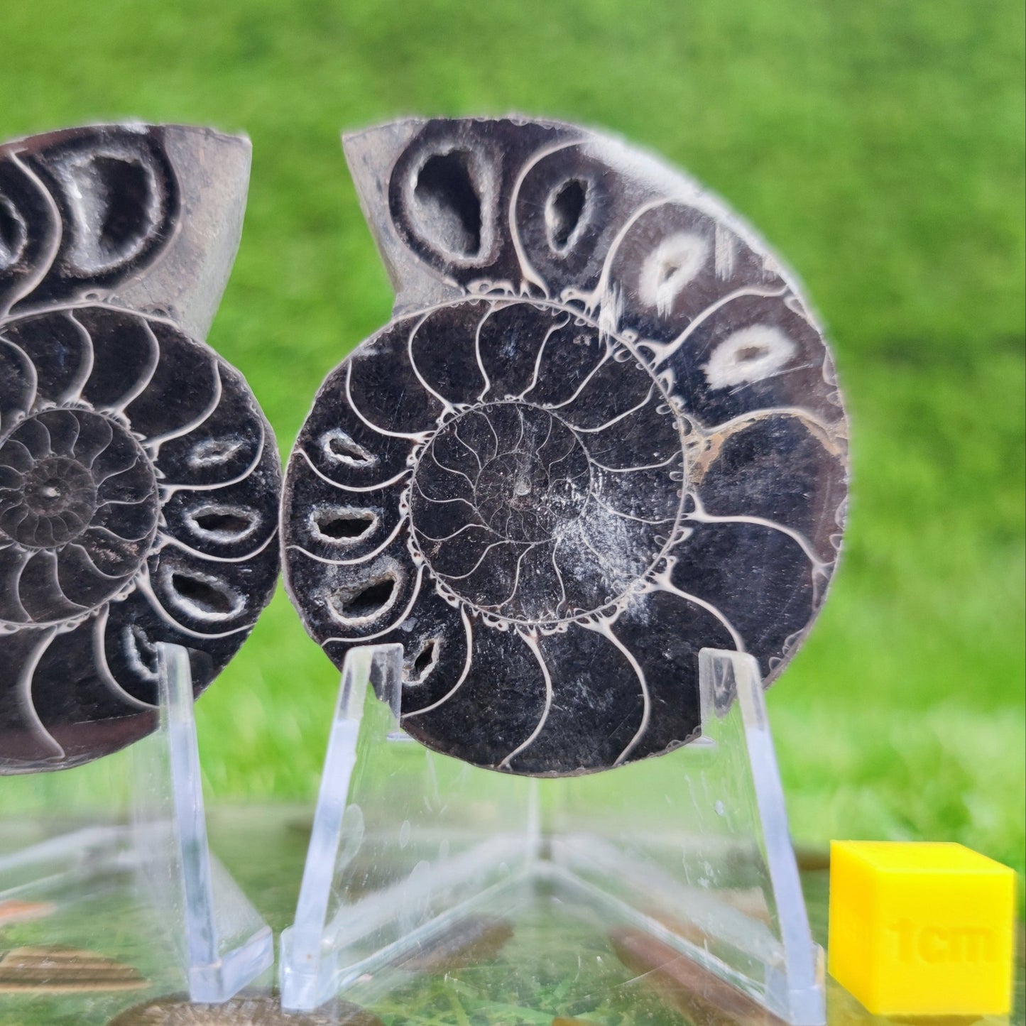 Black cut and polished cleoniceras ammonite North Yorkshire Fossils - North Yorkshire Fossils