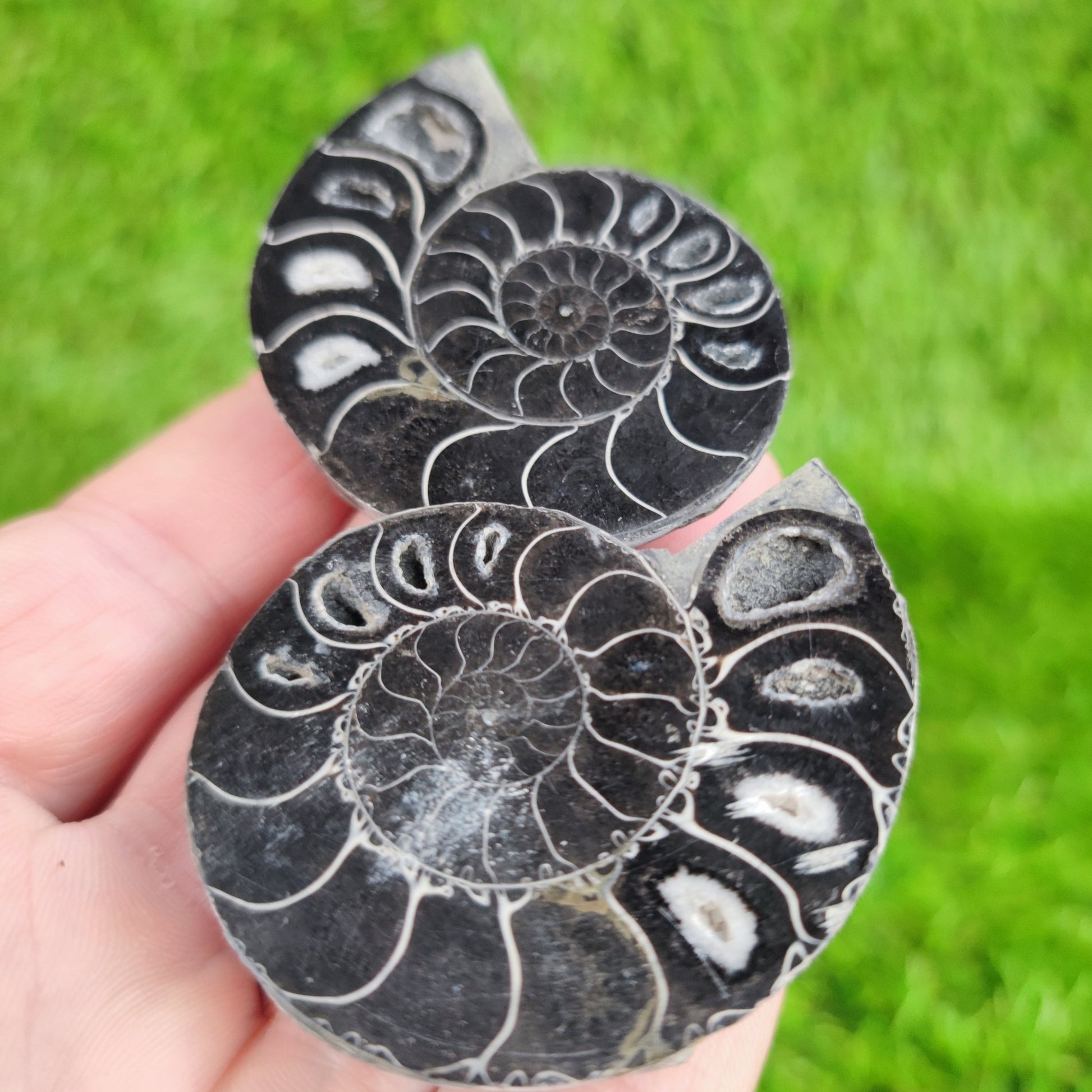 Black cut and polished cleoniceras ammonite North Yorkshire Fossils - North Yorkshire Fossils