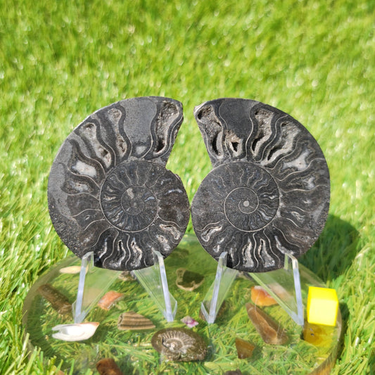 Black Madagascar ammonite - North Yorkshire Fossils