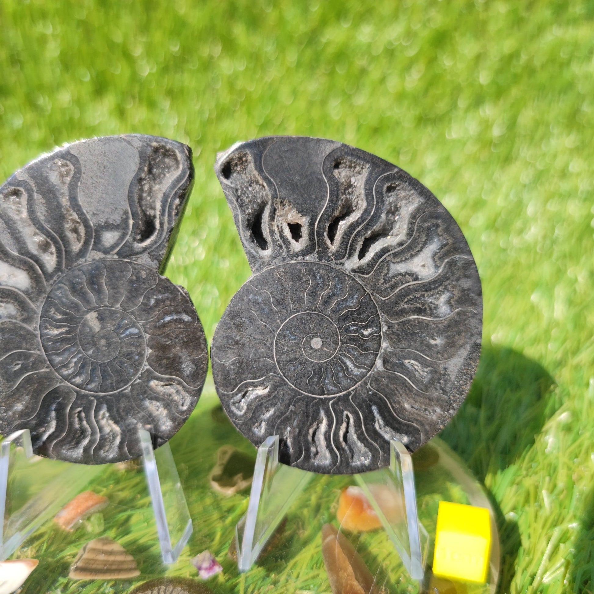 Black Madagascar ammonite - North Yorkshire Fossils