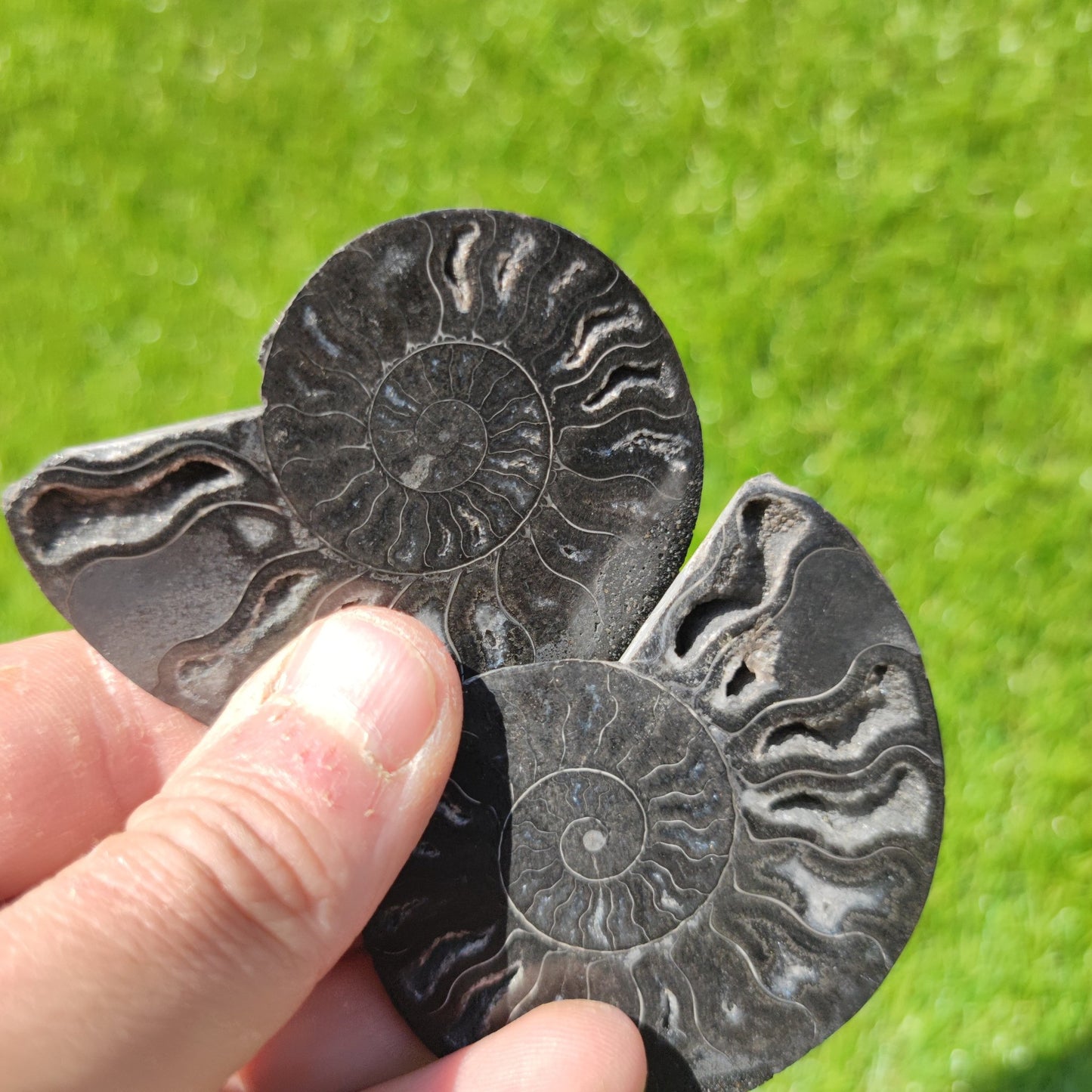 Black Madagascar ammonite - North Yorkshire Fossils