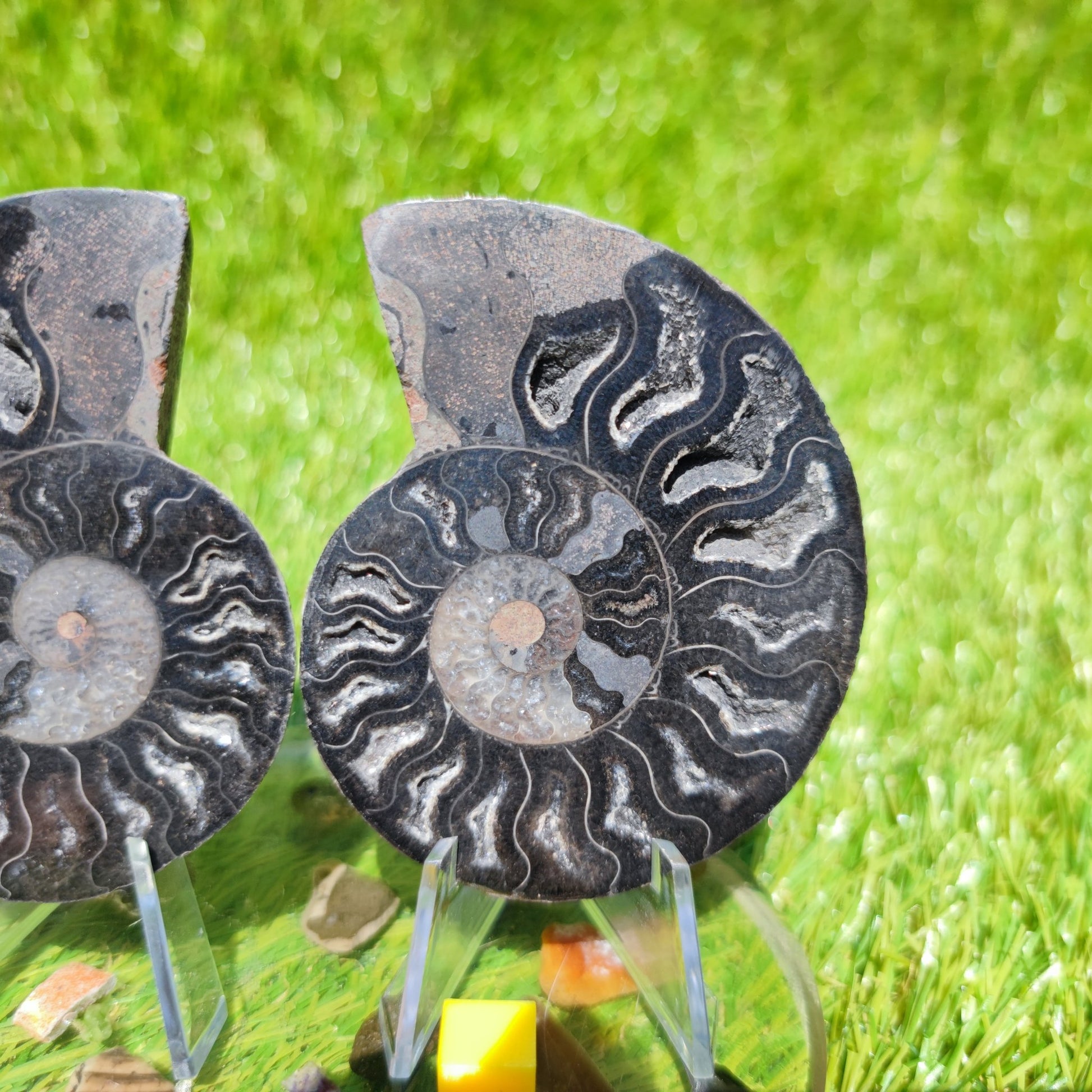 Black Madagascar ammonite calcite chambers - North Yorkshire Fossils