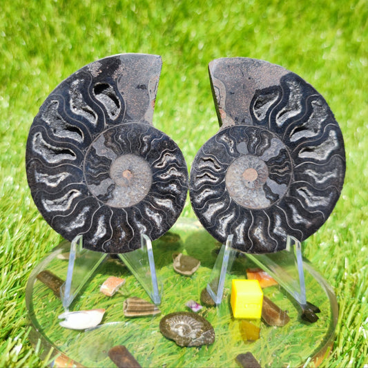 Black Madagascar ammonite calcite chambers - North Yorkshire Fossils