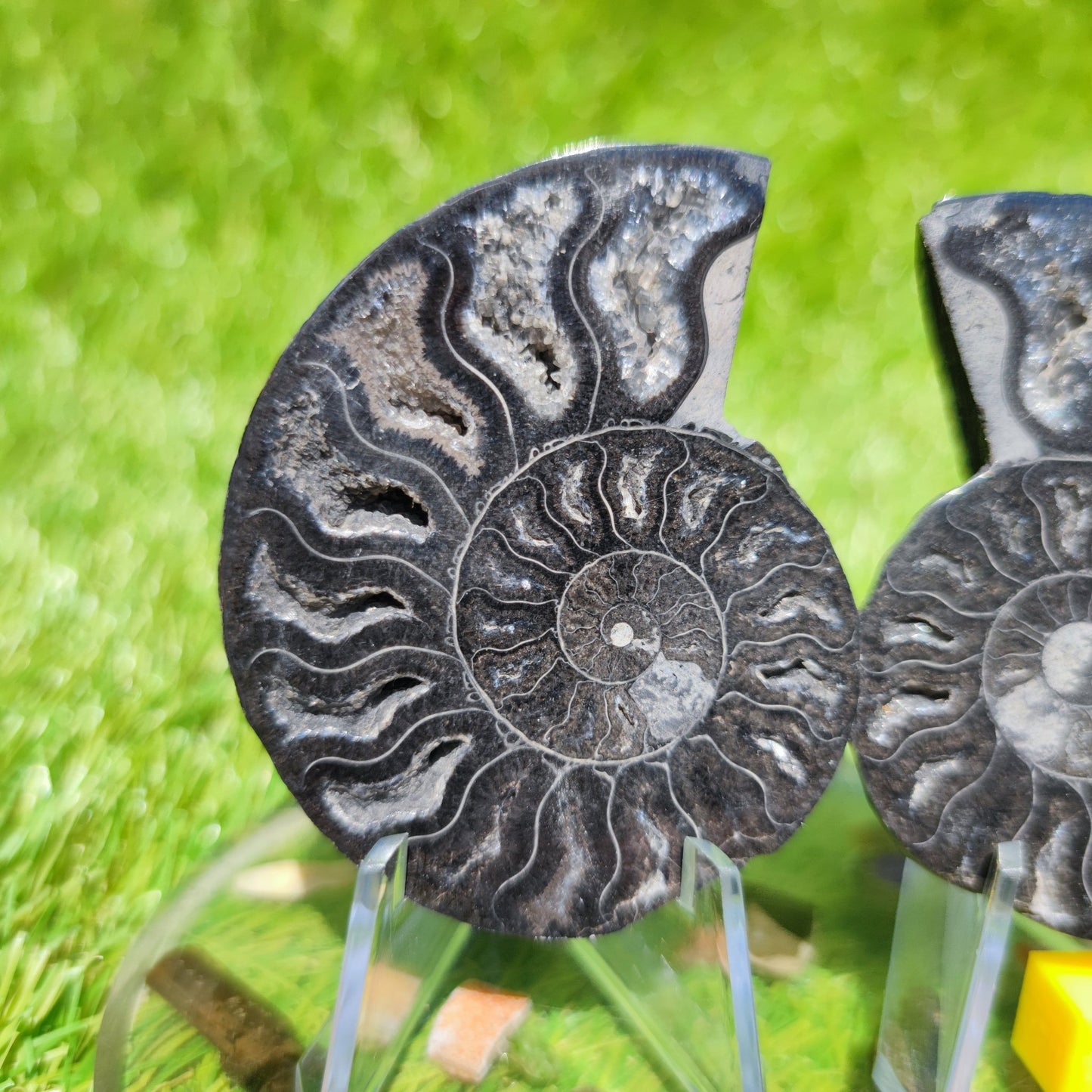 Black Madagascar ammonite calcite crystal chambers - North Yorkshire Fossils