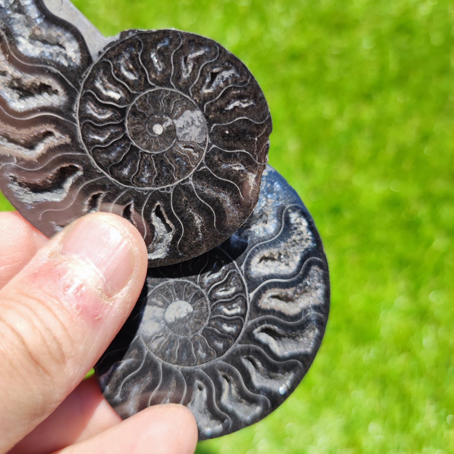 Black Madagascar ammonite calcite crystal chambers - North Yorkshire Fossils