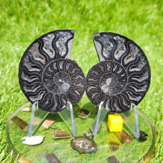 Black Madagascar ammonite calcite crystal chambers - North Yorkshire Fossils