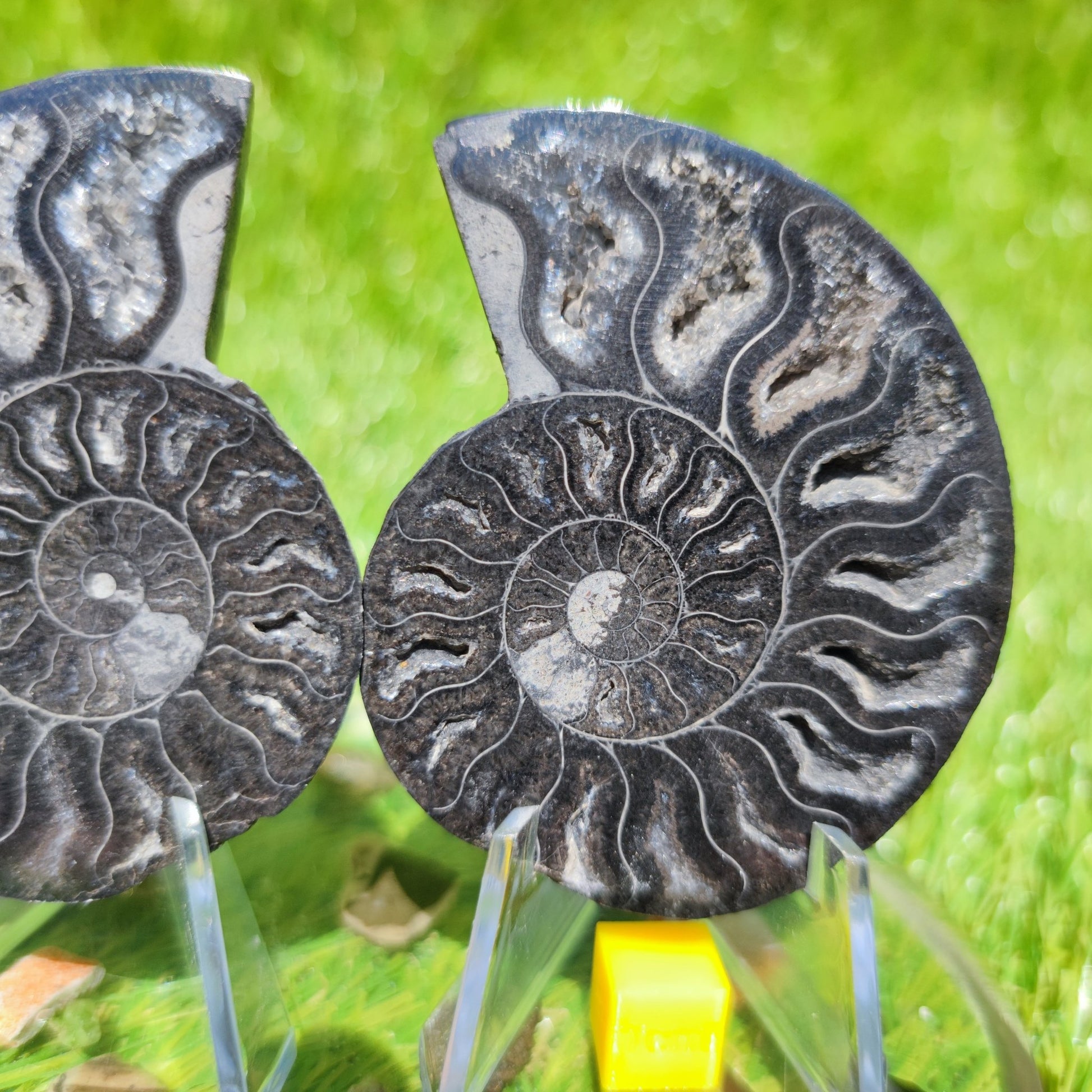 Black Madagascar ammonite calcite crystal chambers - North Yorkshire Fossils