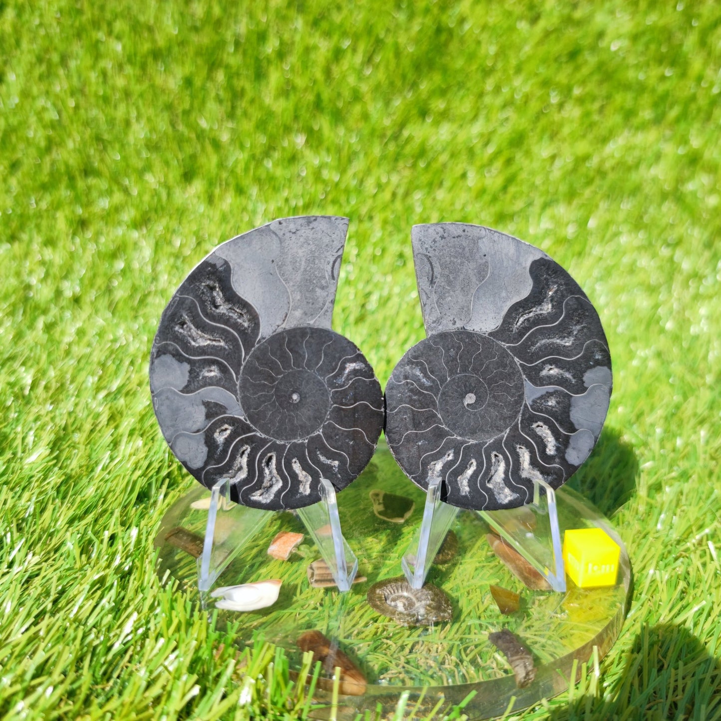 Black Madagascar ammonite fossil - North Yorkshire Fossils