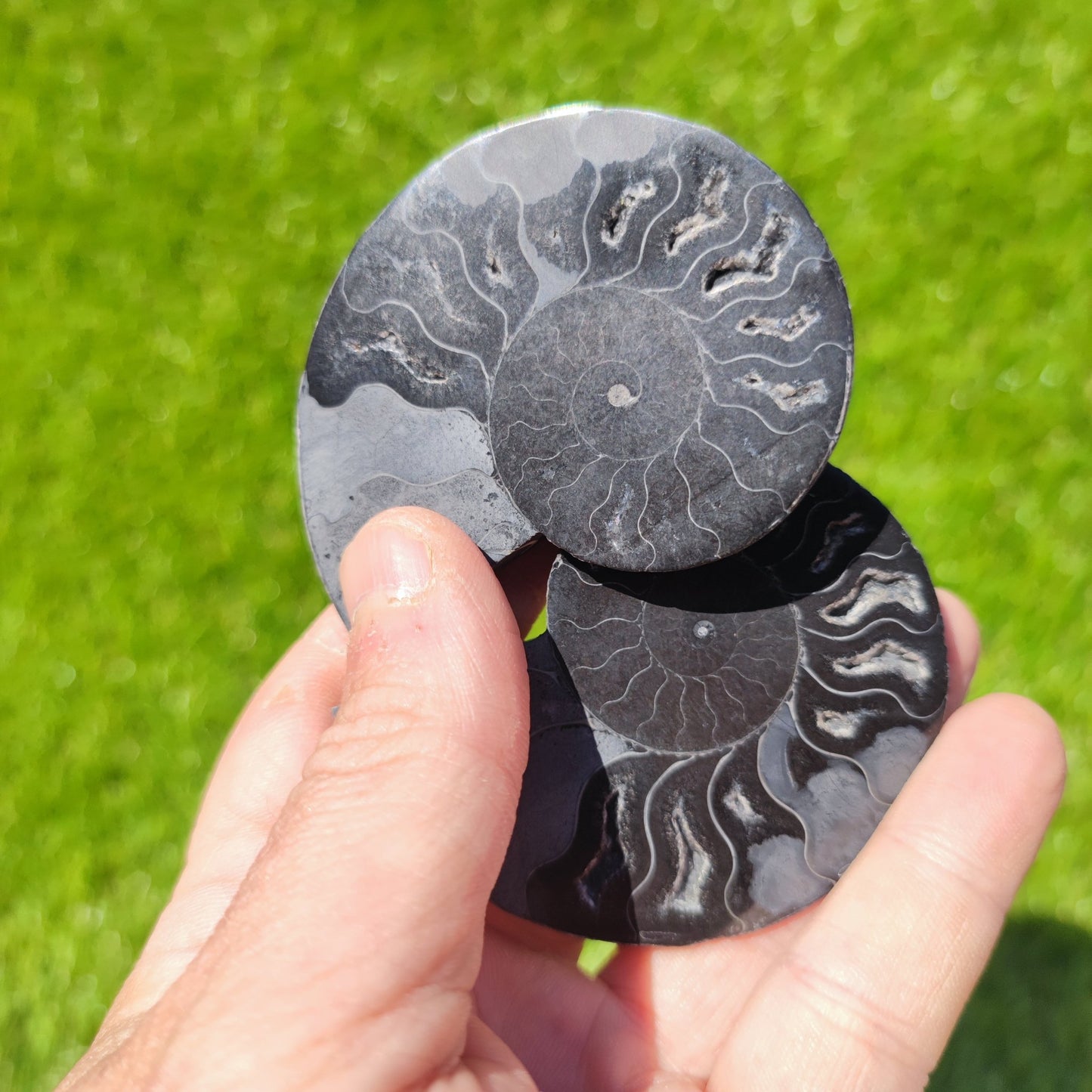 Black Madagascar ammonite fossil - North Yorkshire Fossils
