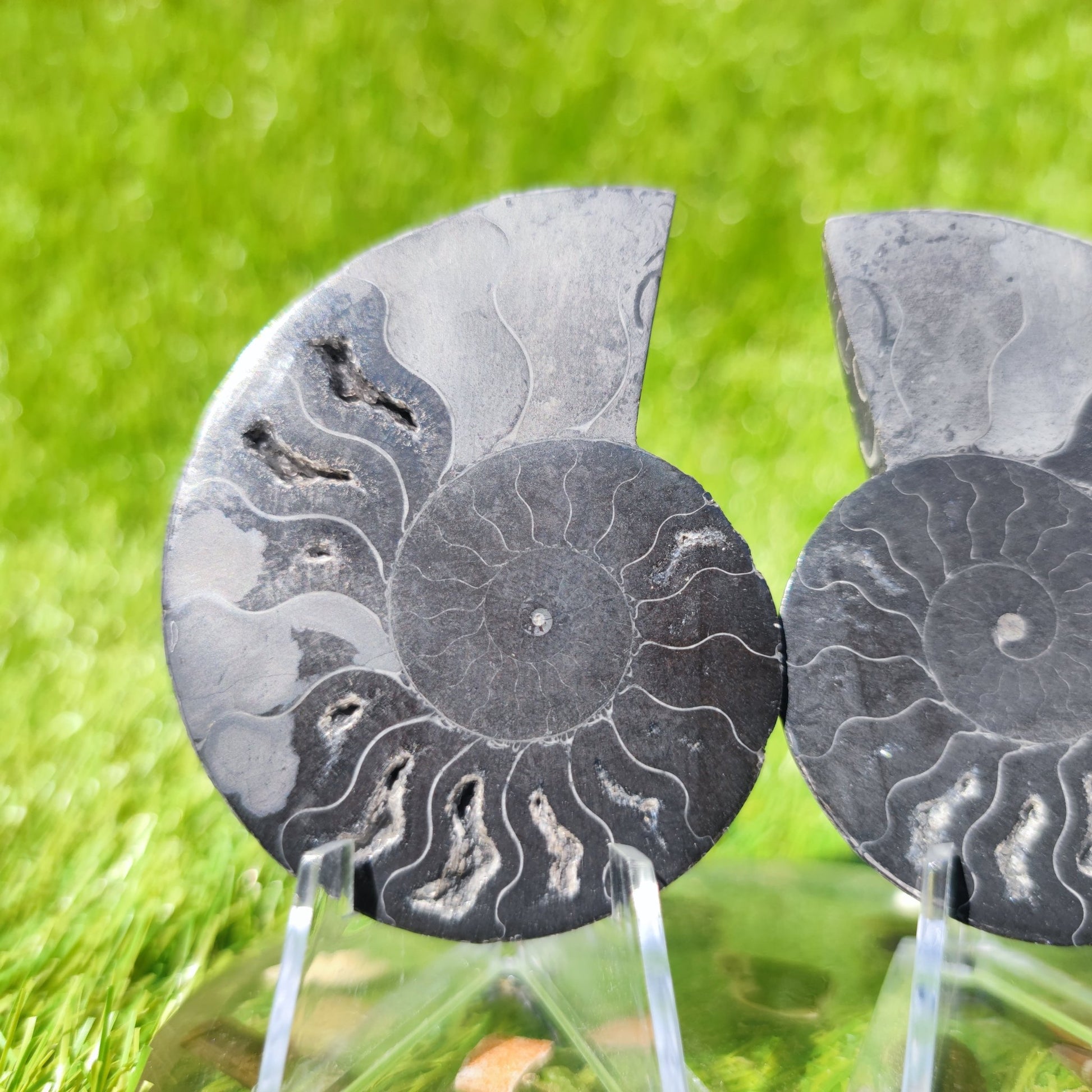 Black Madagascar ammonite fossil - North Yorkshire Fossils
