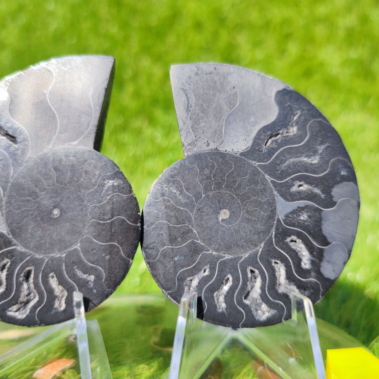 Black Madagascar ammonite fossil - North Yorkshire Fossils