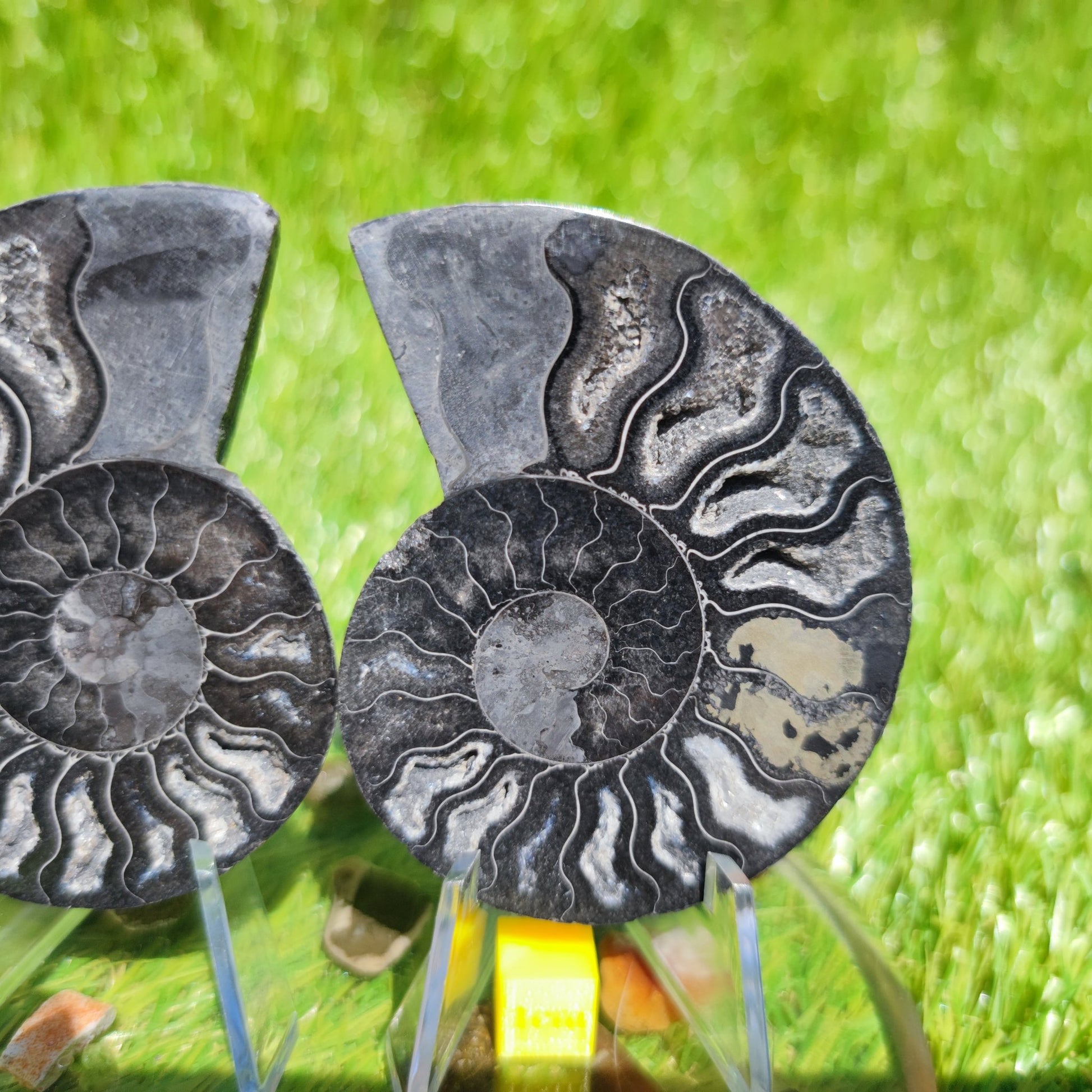 Black polished Madagascar ammonite fossil - North Yorkshire Fossils