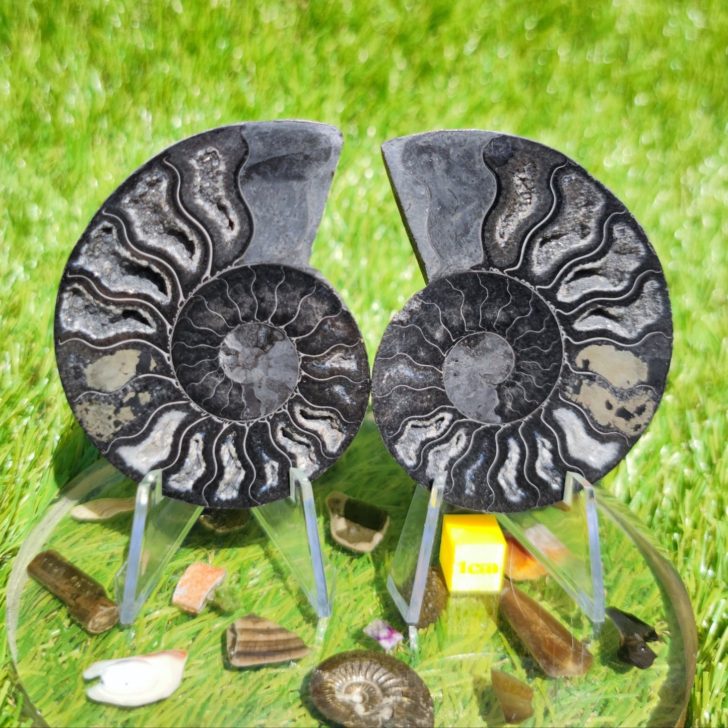 Black polished Madagascar ammonite fossil - North Yorkshire Fossils
