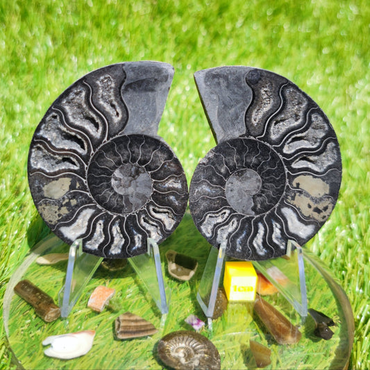 Black polished Madagascar ammonite fossil - North Yorkshire Fossils