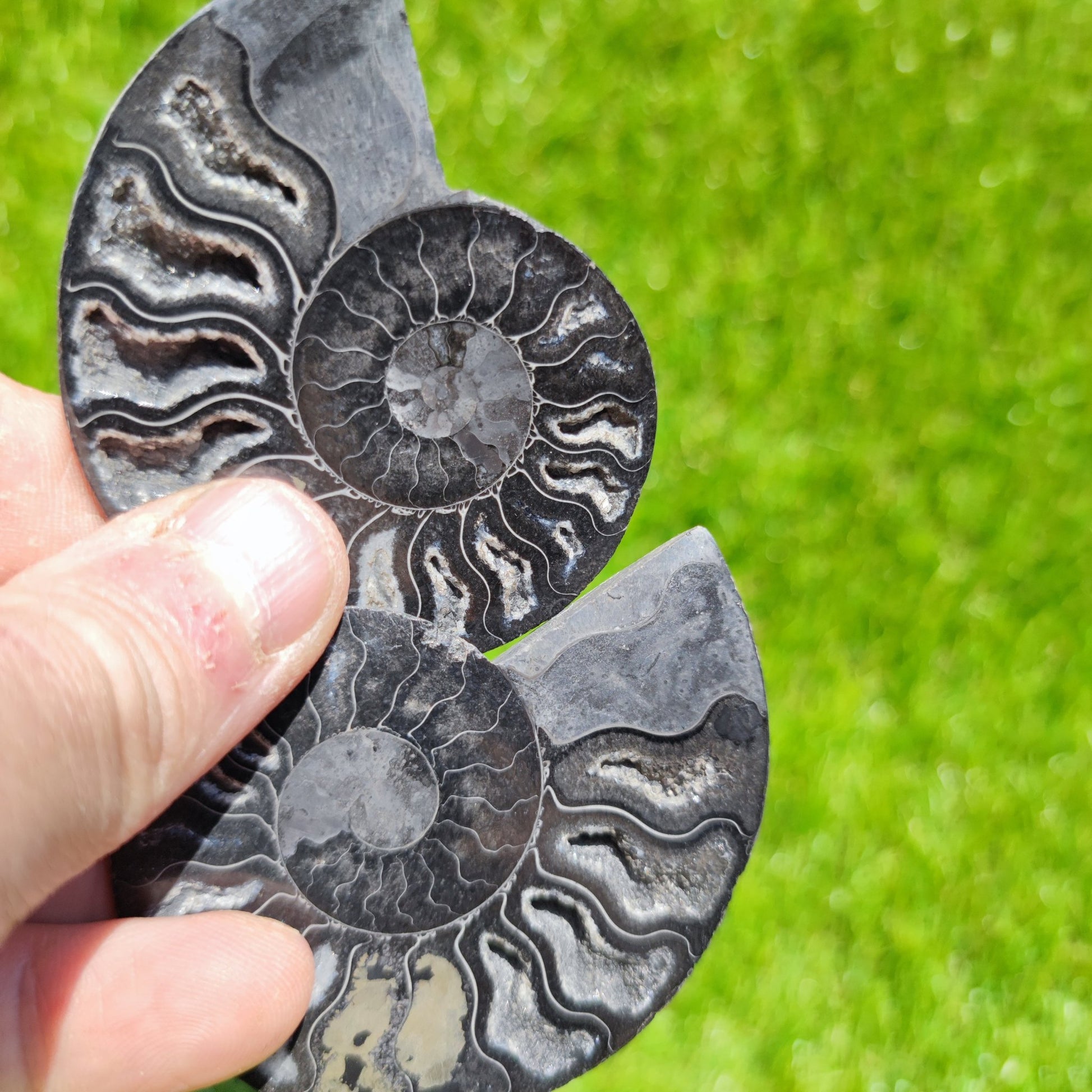 Black polished Madagascar ammonite fossil - North Yorkshire Fossils
