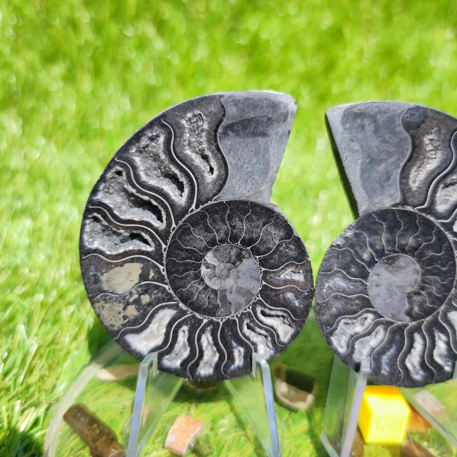 Black polished Madagascar ammonite fossil - North Yorkshire Fossils