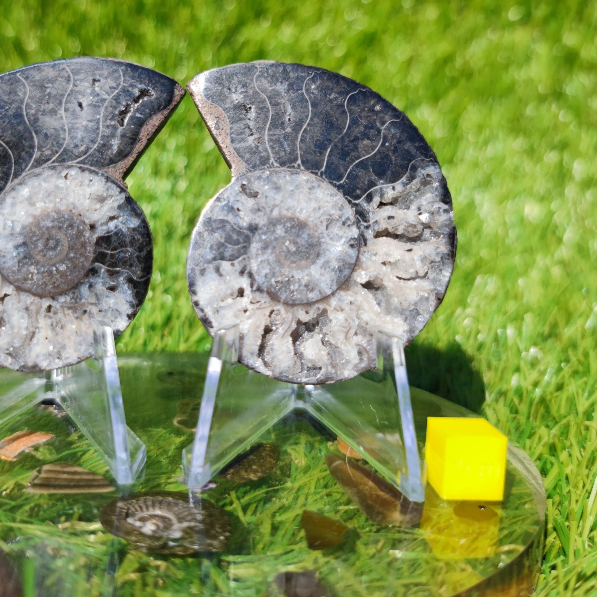 Black White Madagascar ammonite fossil - North Yorkshire Fossils