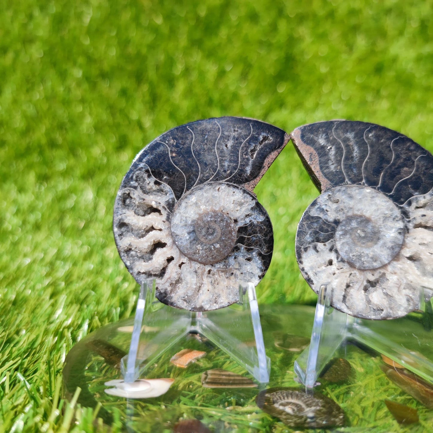 Black White Madagascar ammonite fossil - North Yorkshire Fossils