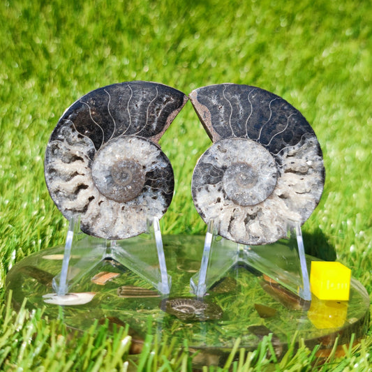 Black White Madagascar ammonite fossil - North Yorkshire Fossils