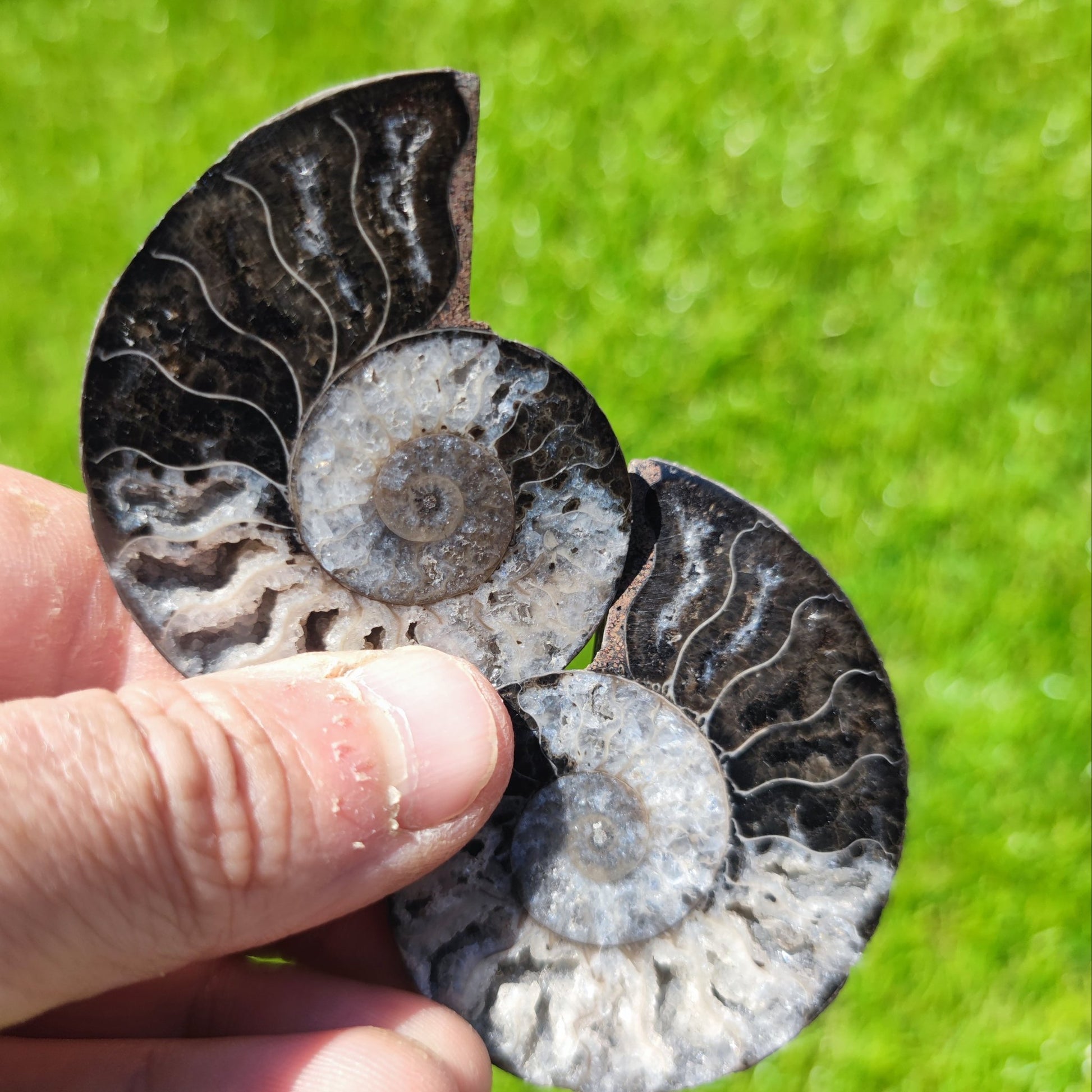 Black White Madagascar ammonite fossil - North Yorkshire Fossils